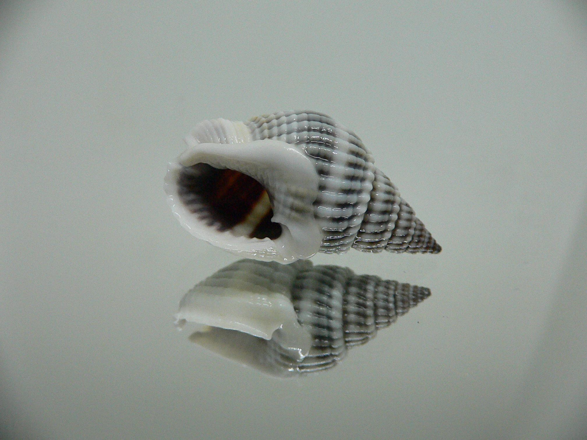 Nassarius livescens RELIEF