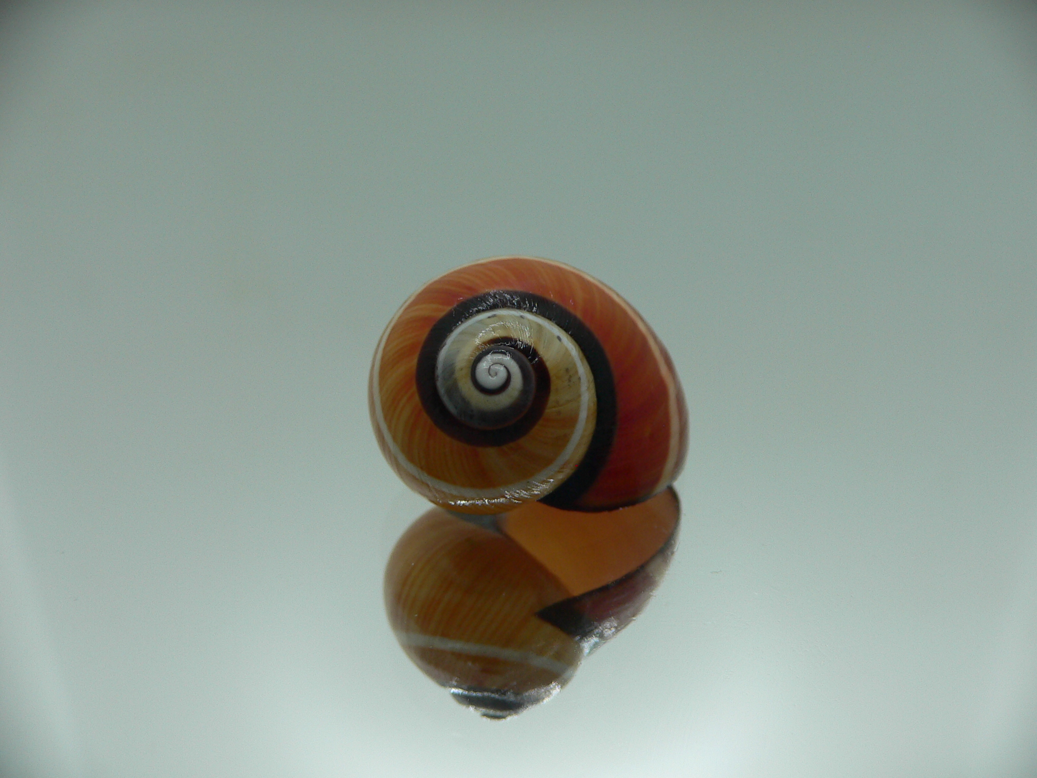 Polymita picta cf. picta ENDEMIC