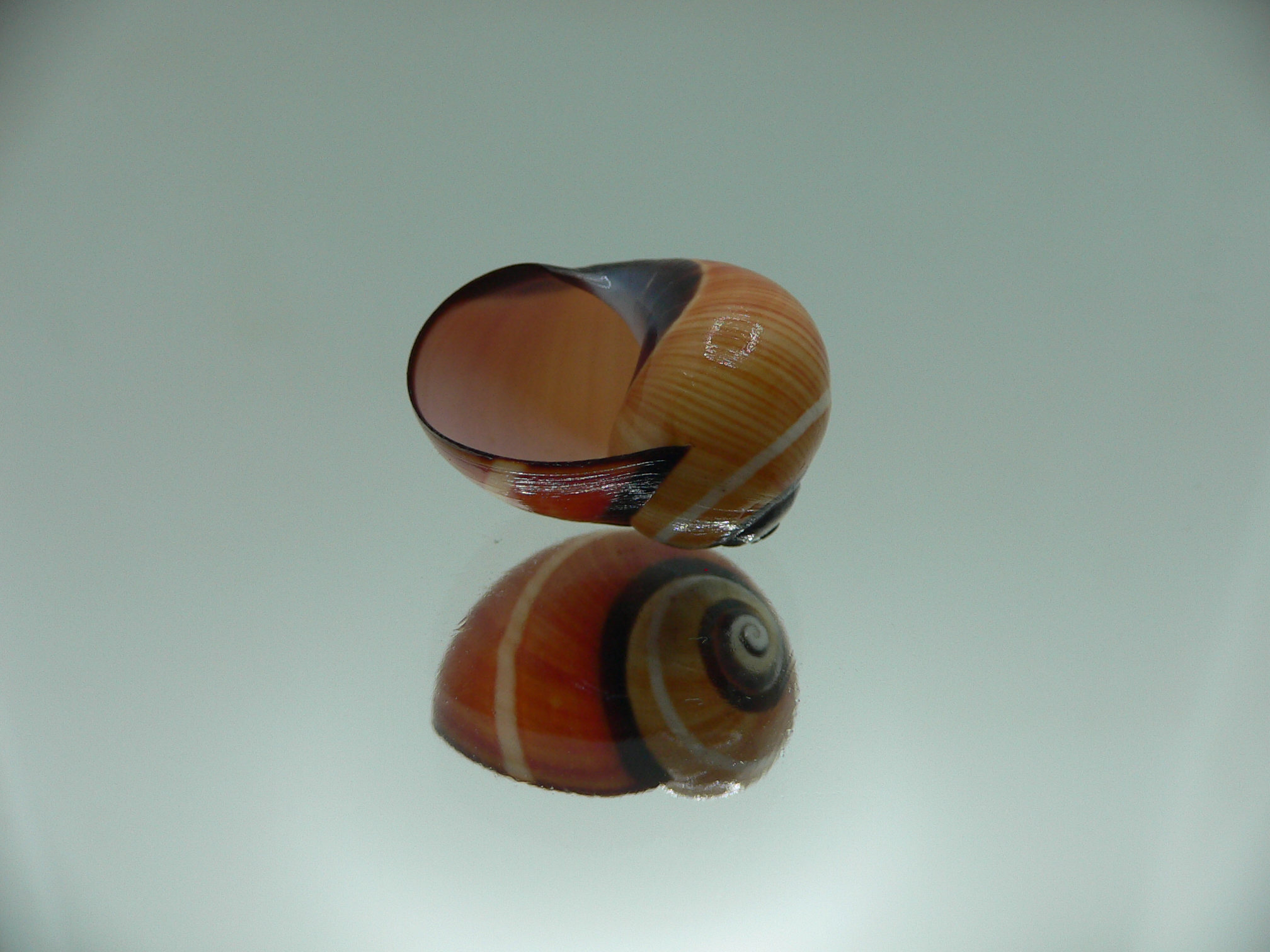 Polymita picta cf. picta ENDEMIC