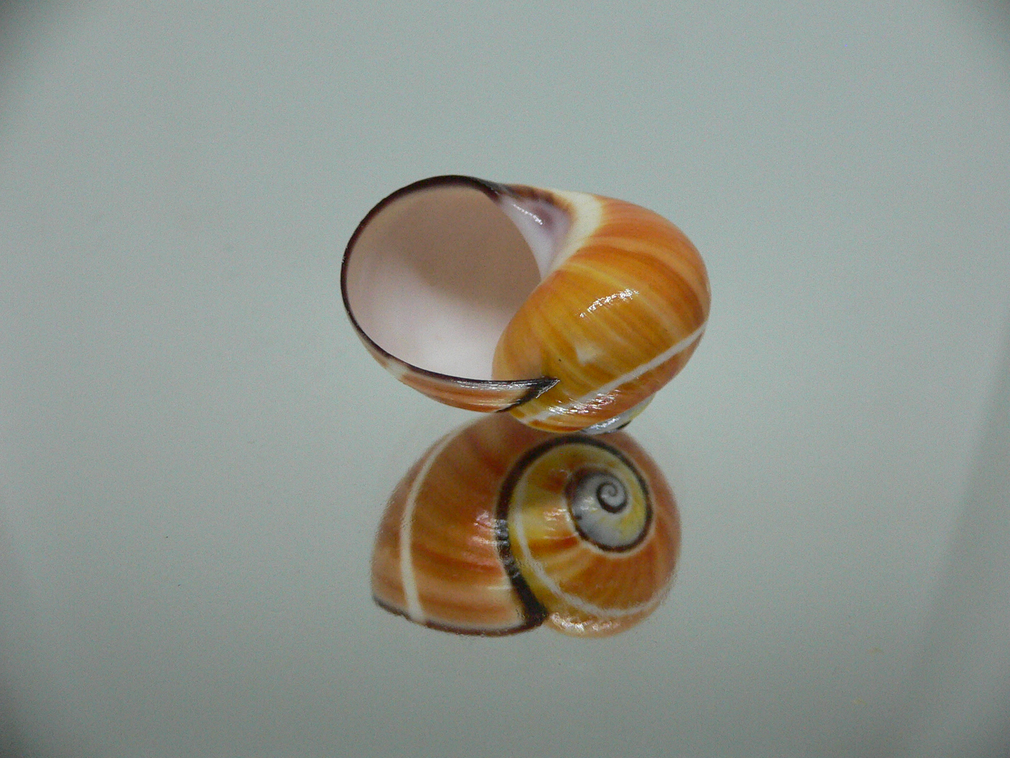 Polymita picta cf. picta ENDEMIC