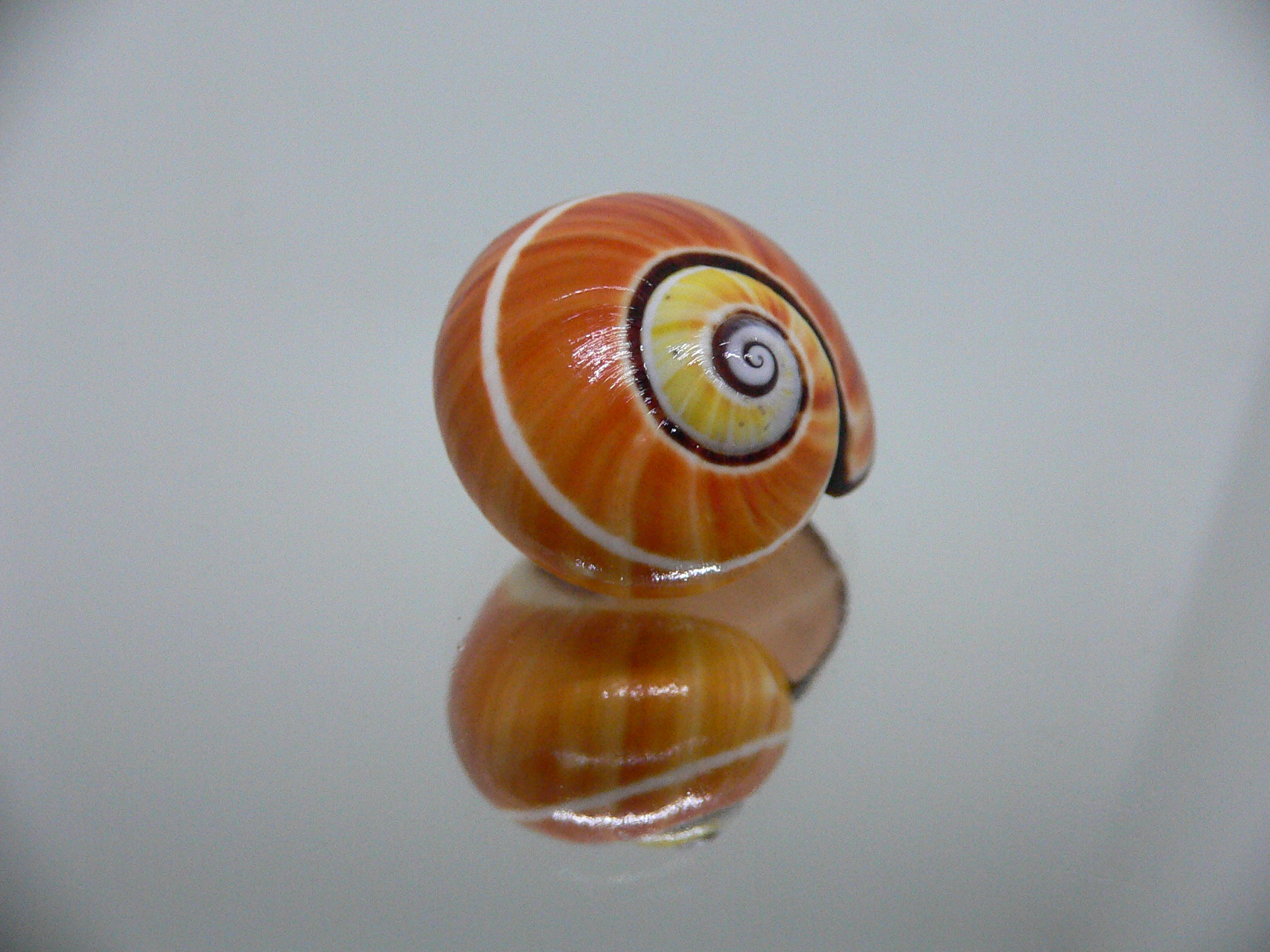 Polymita picta cf. picta ENDEMIC