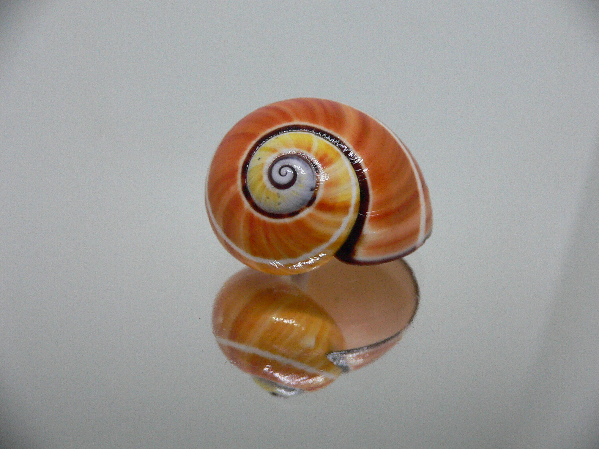 Polymita picta cf. picta ENDEMIC