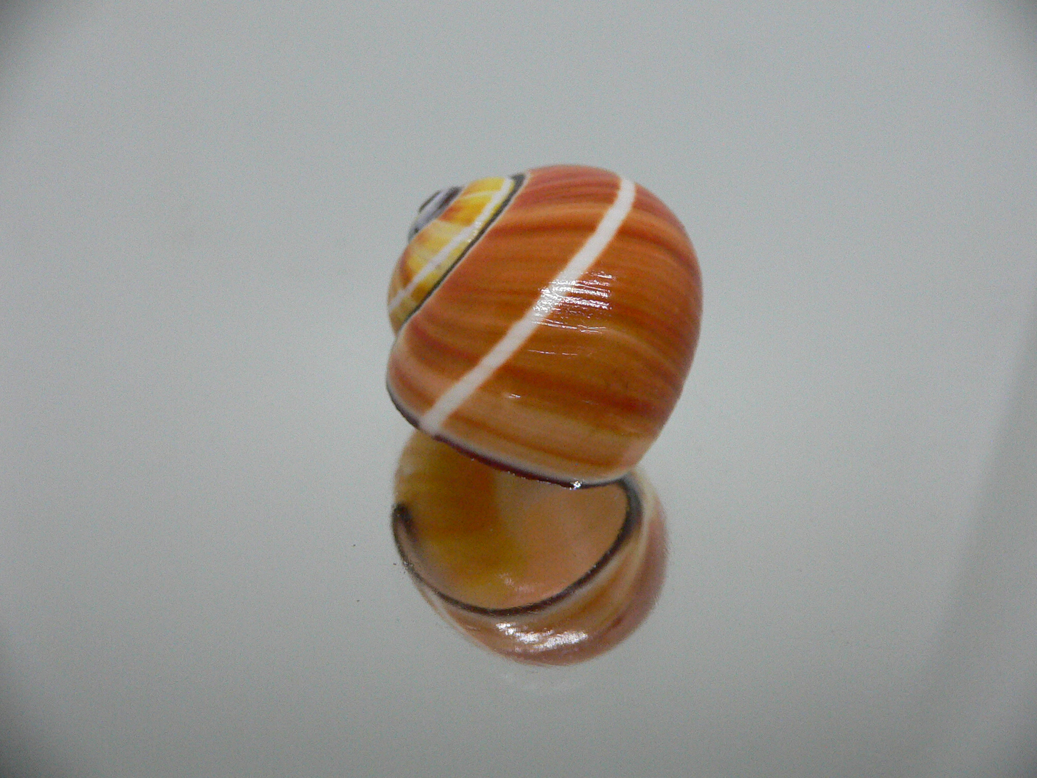 Polymita picta cf. picta ENDEMIC