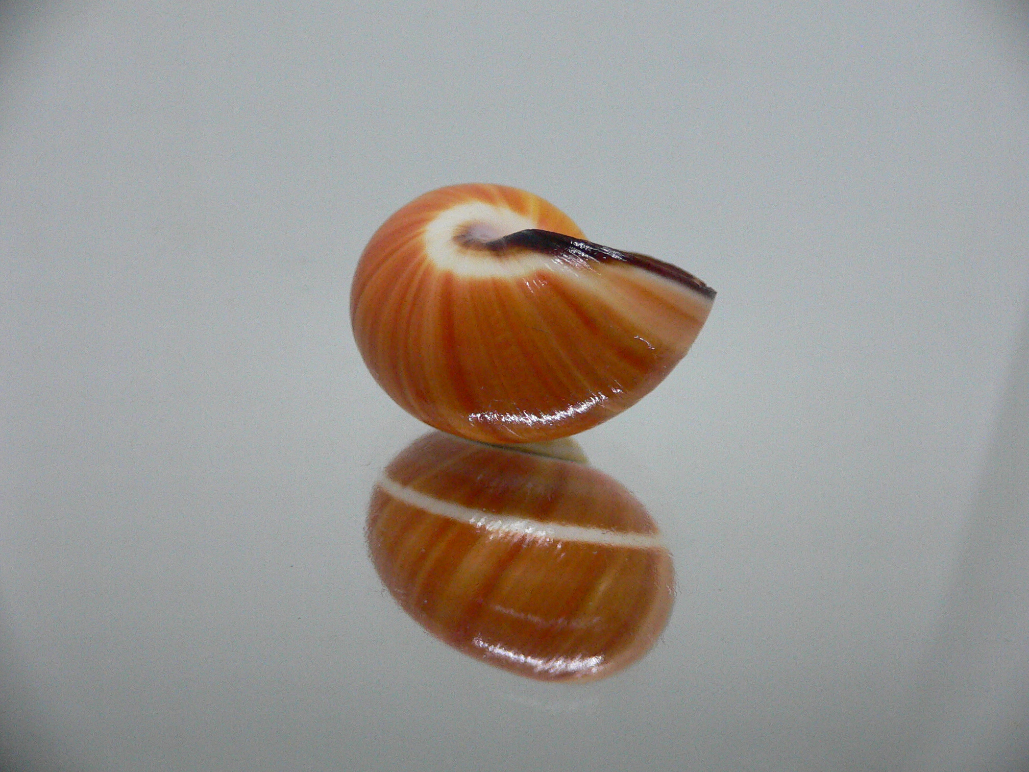 Polymita picta cf. picta ENDEMIC