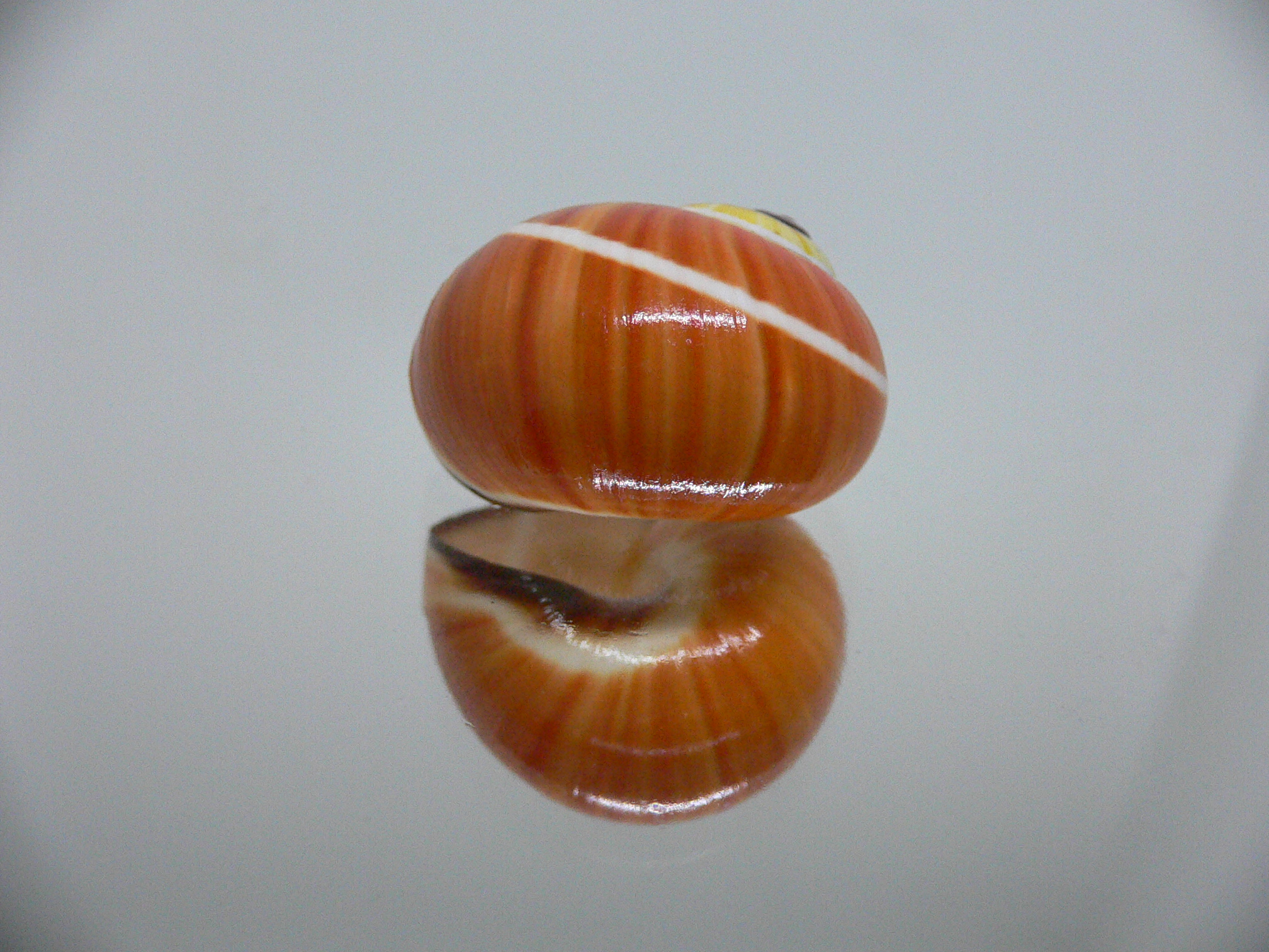 Polymita picta cf. picta ENDEMIC