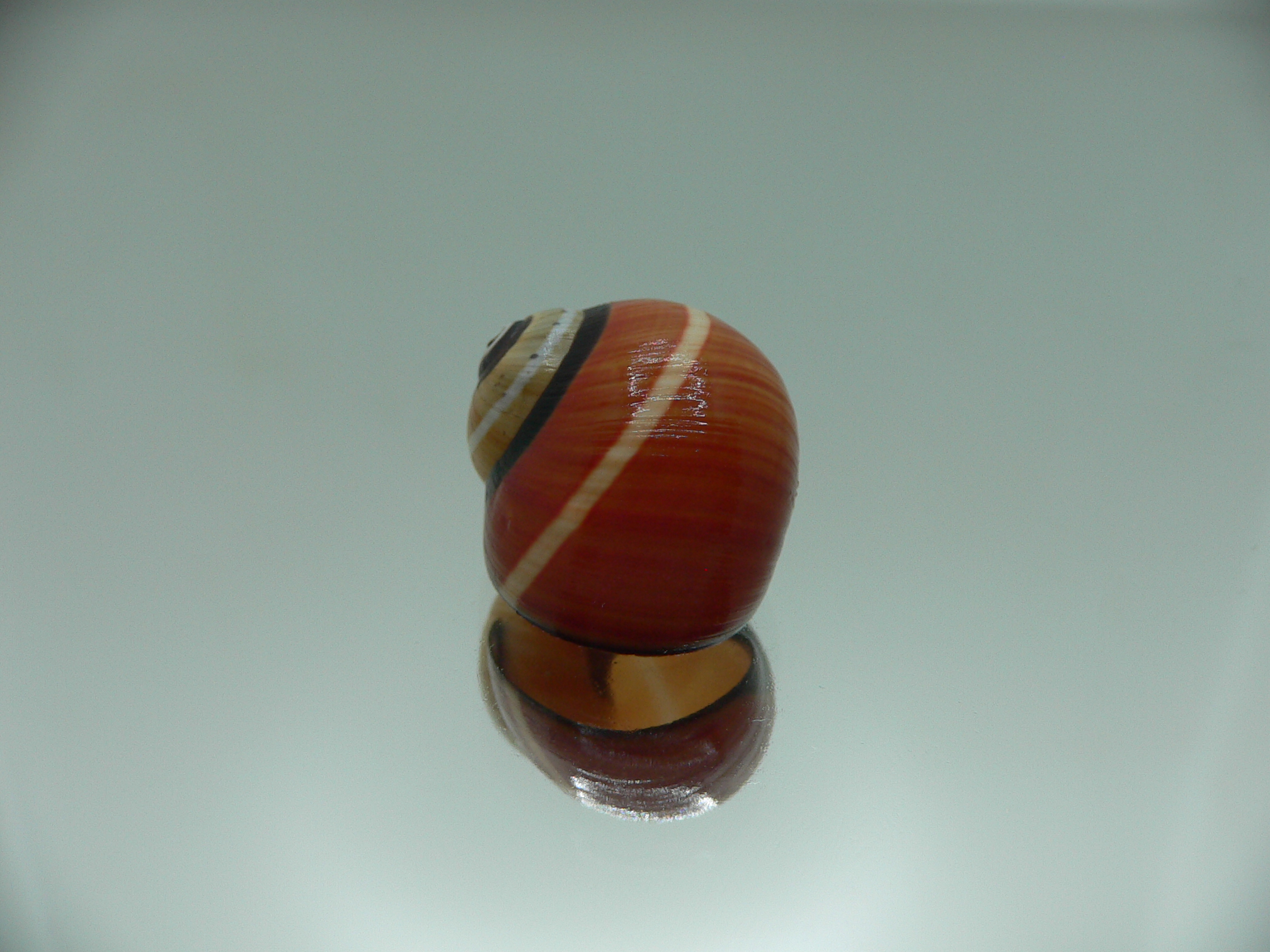 Polymita picta cf. picta ENDEMIC