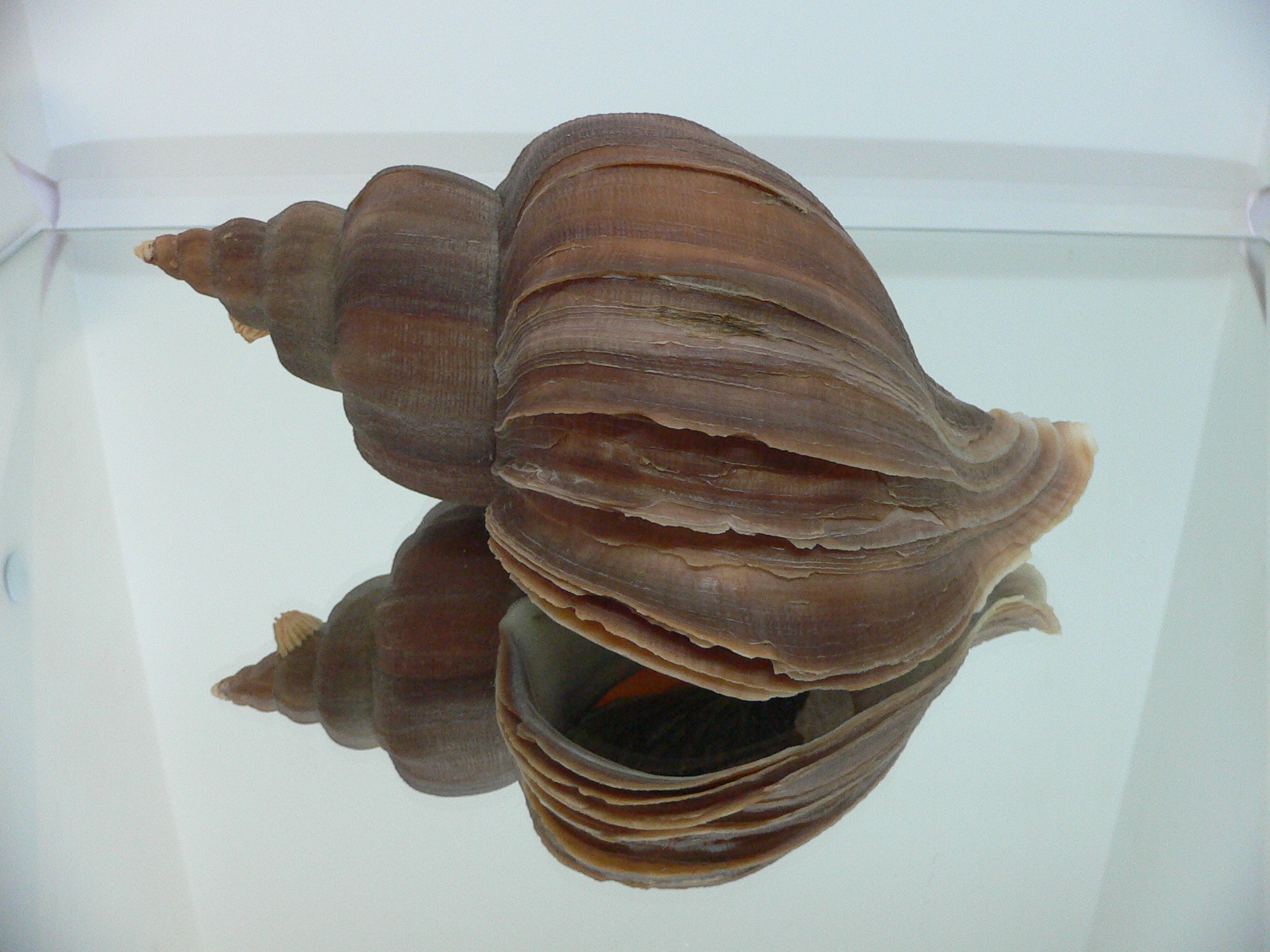 Neptunea constricta BIG & WIDE