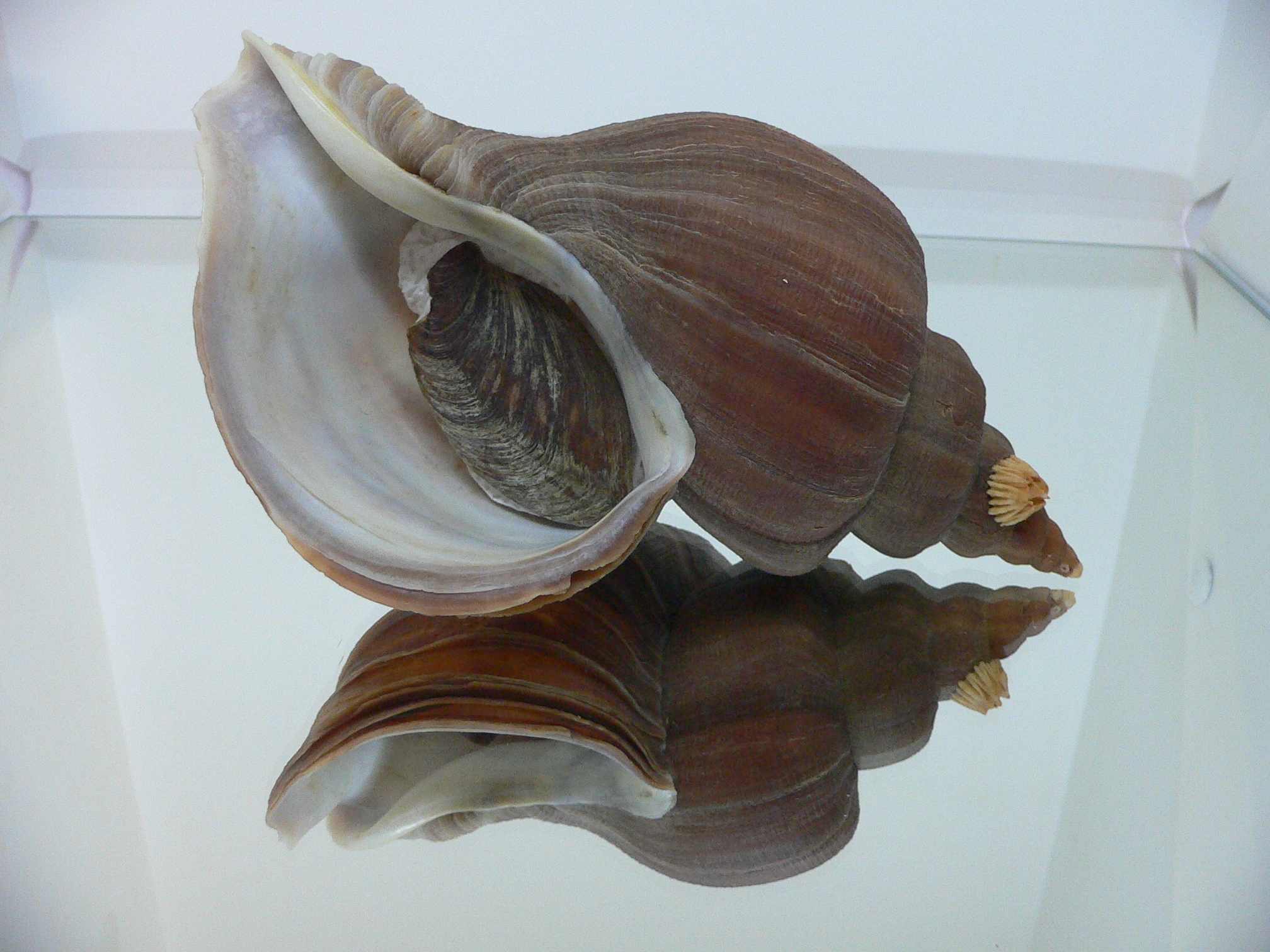 Neptunea constricta BIG & WIDE
