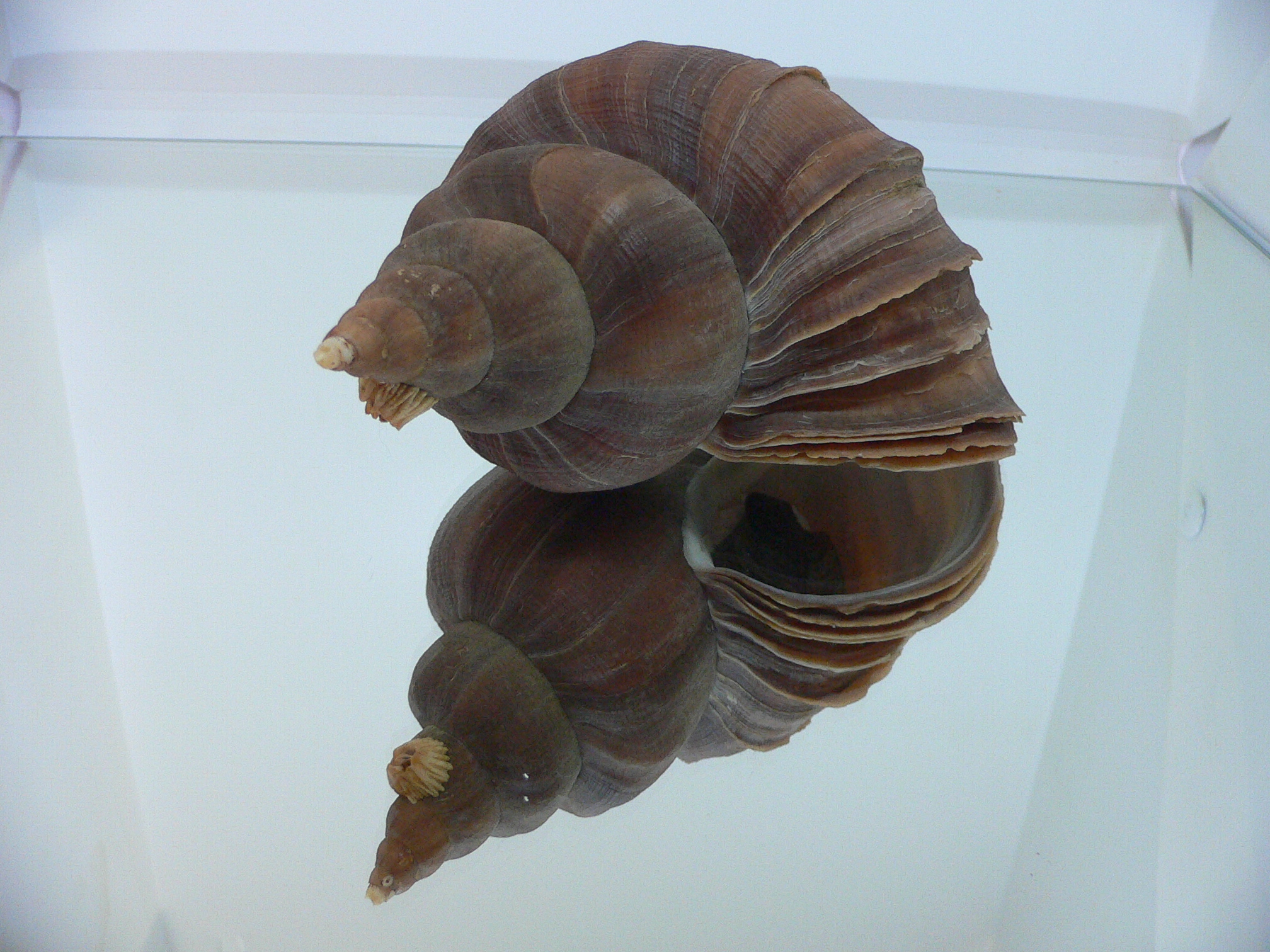 Neptunea constricta BIG & WIDE