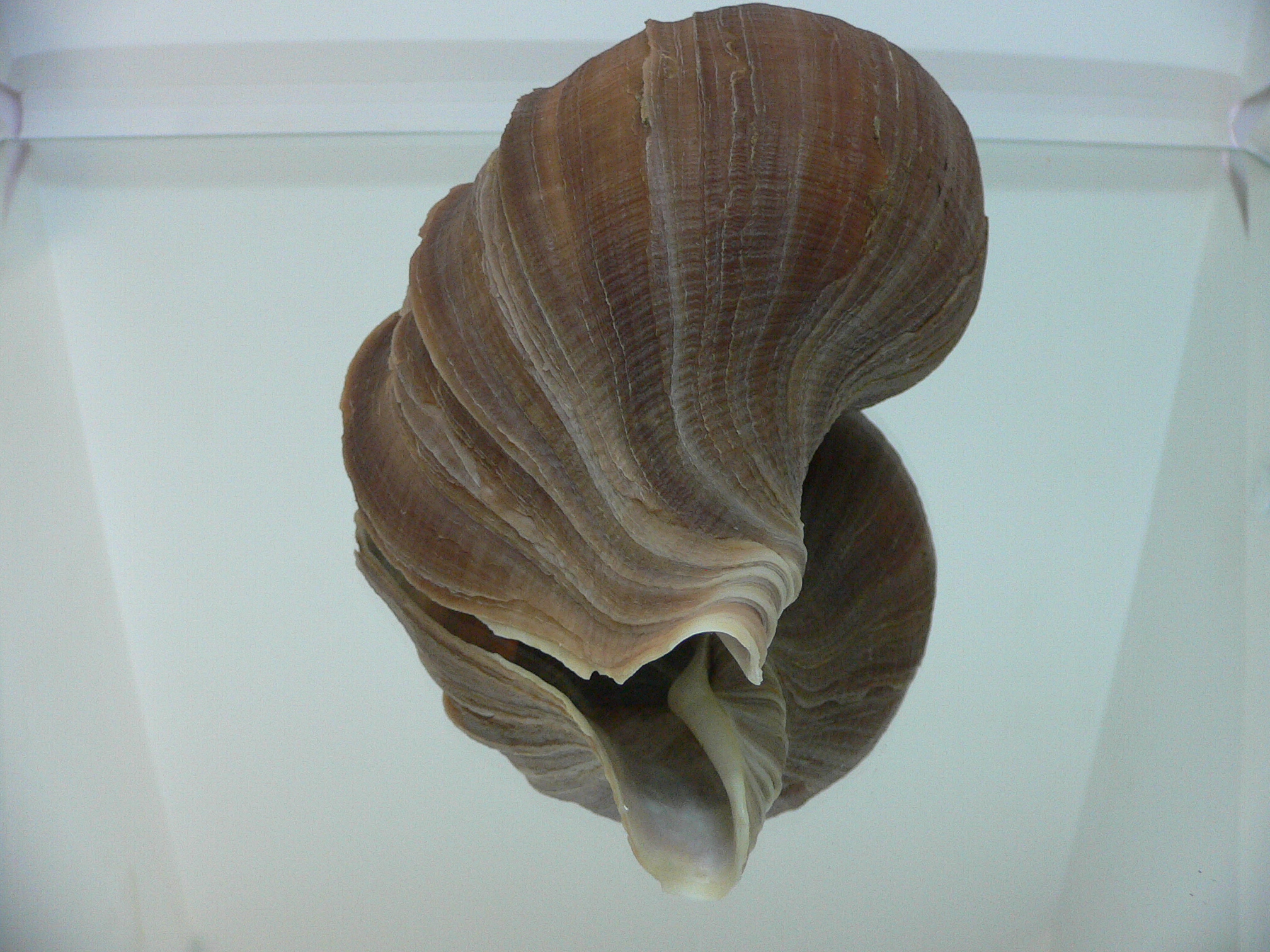 Neptunea constricta BIG & WIDE