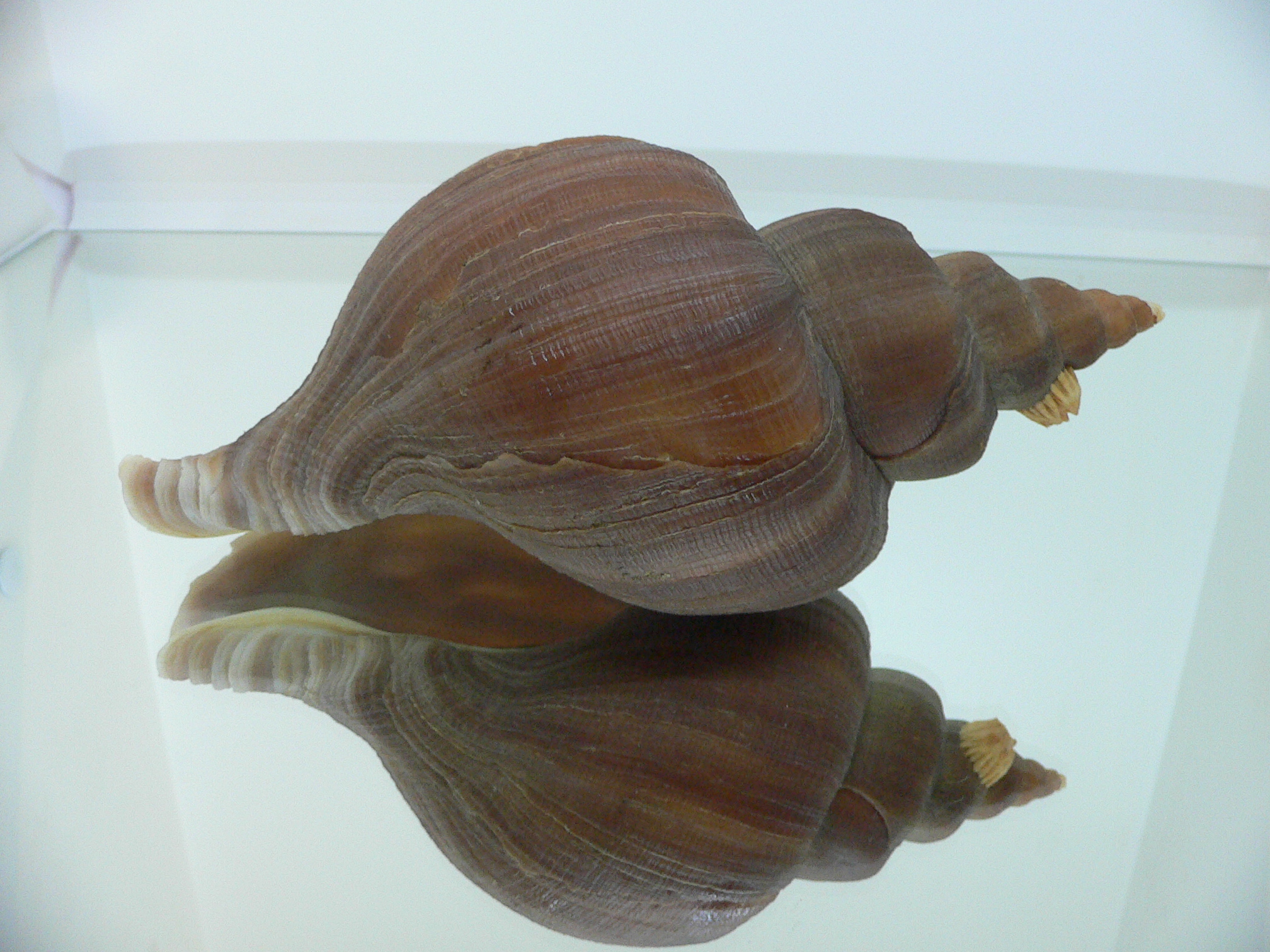 Neptunea constricta BIG & WIDE
