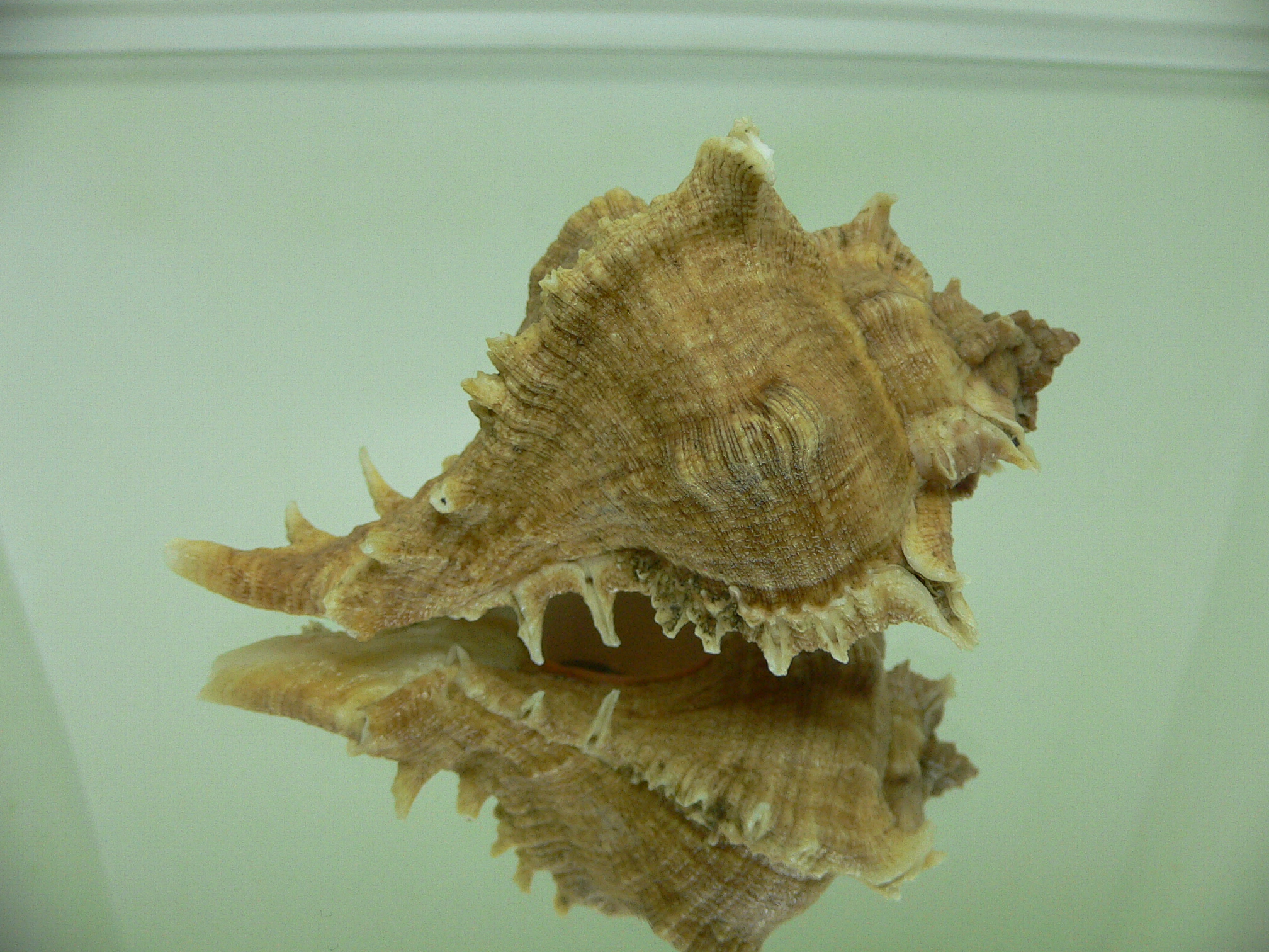 Chicoreus virgineus ponderosus (var.) BROWN