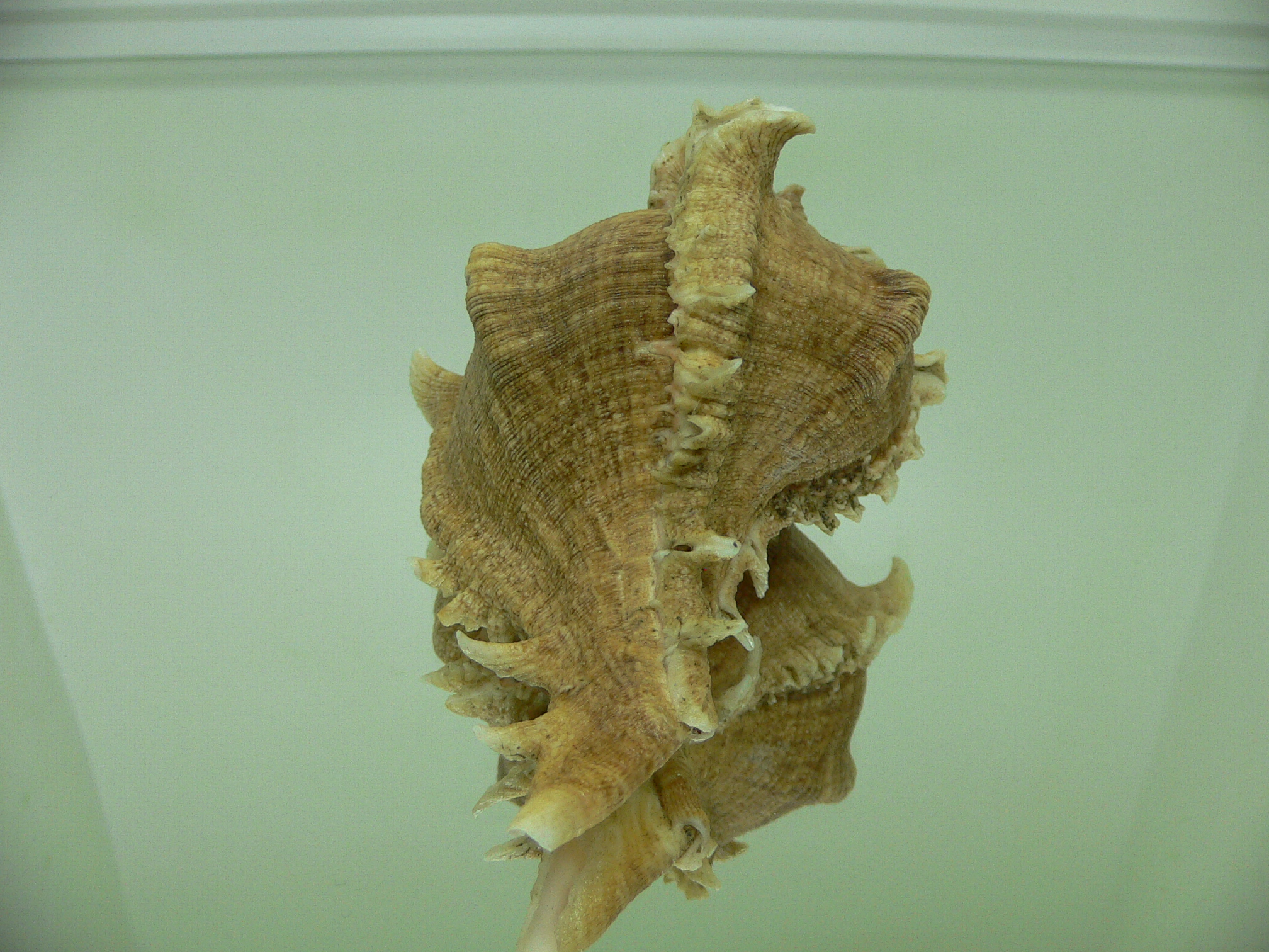 Chicoreus virgineus ponderosus (var.) BROWN