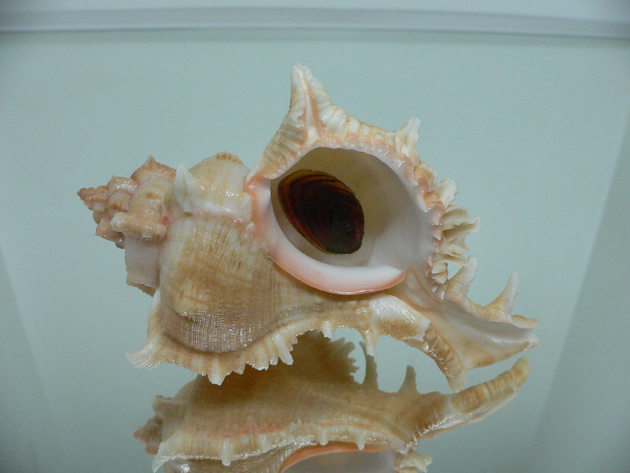 Chicoreus virgineus ponderosus (var.) GOLD FORM & BIG