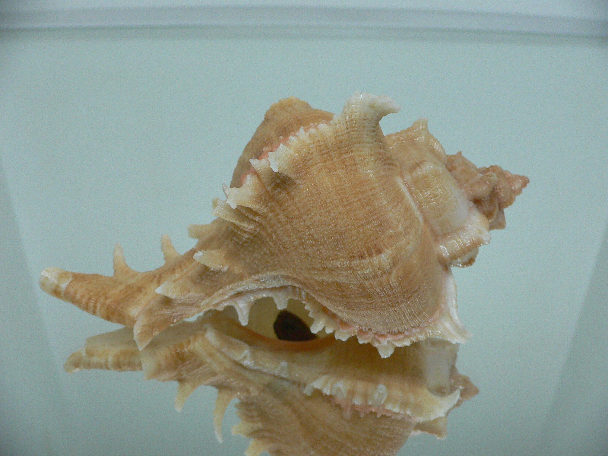 Chicoreus virgineus ponderosus (var.) GOLD FORM & BIG