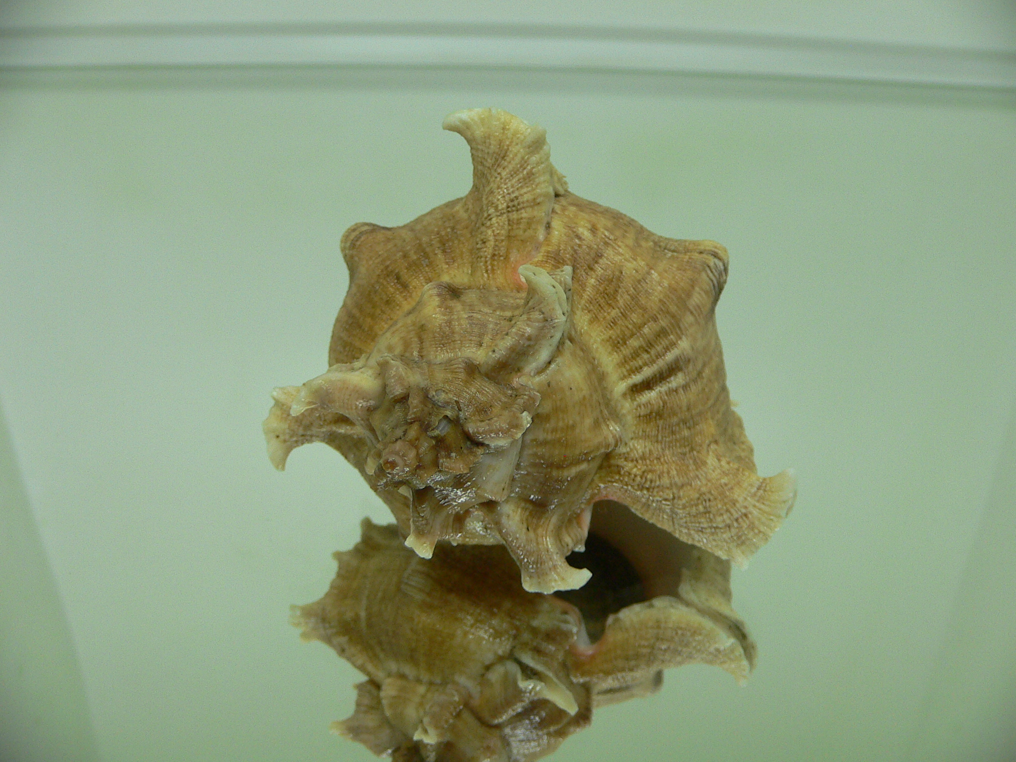 Chicoreus virgineus ponderosus (var.) BROWN