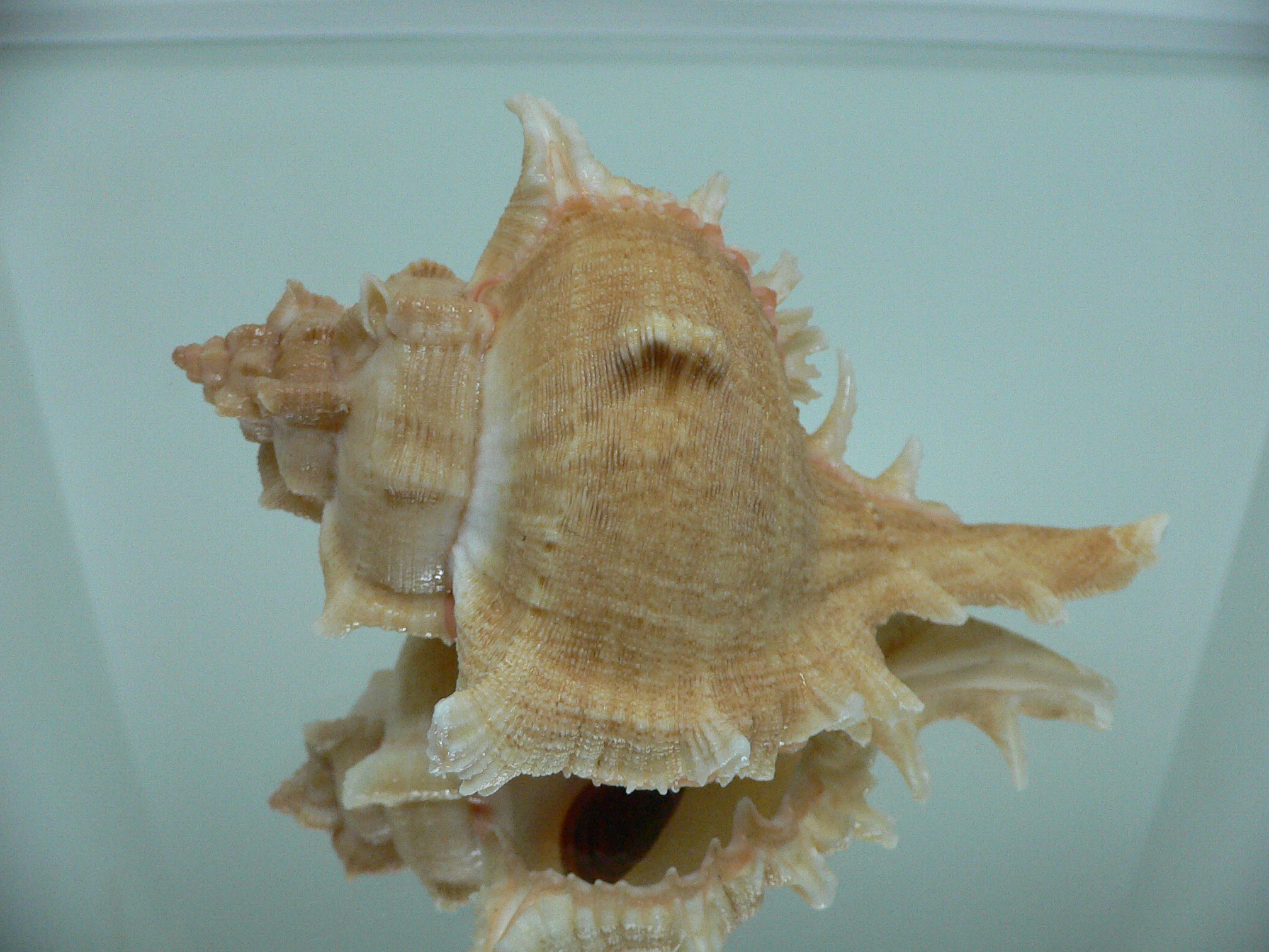 Chicoreus virgineus ponderosus (var.) GOLD FORM & BIG