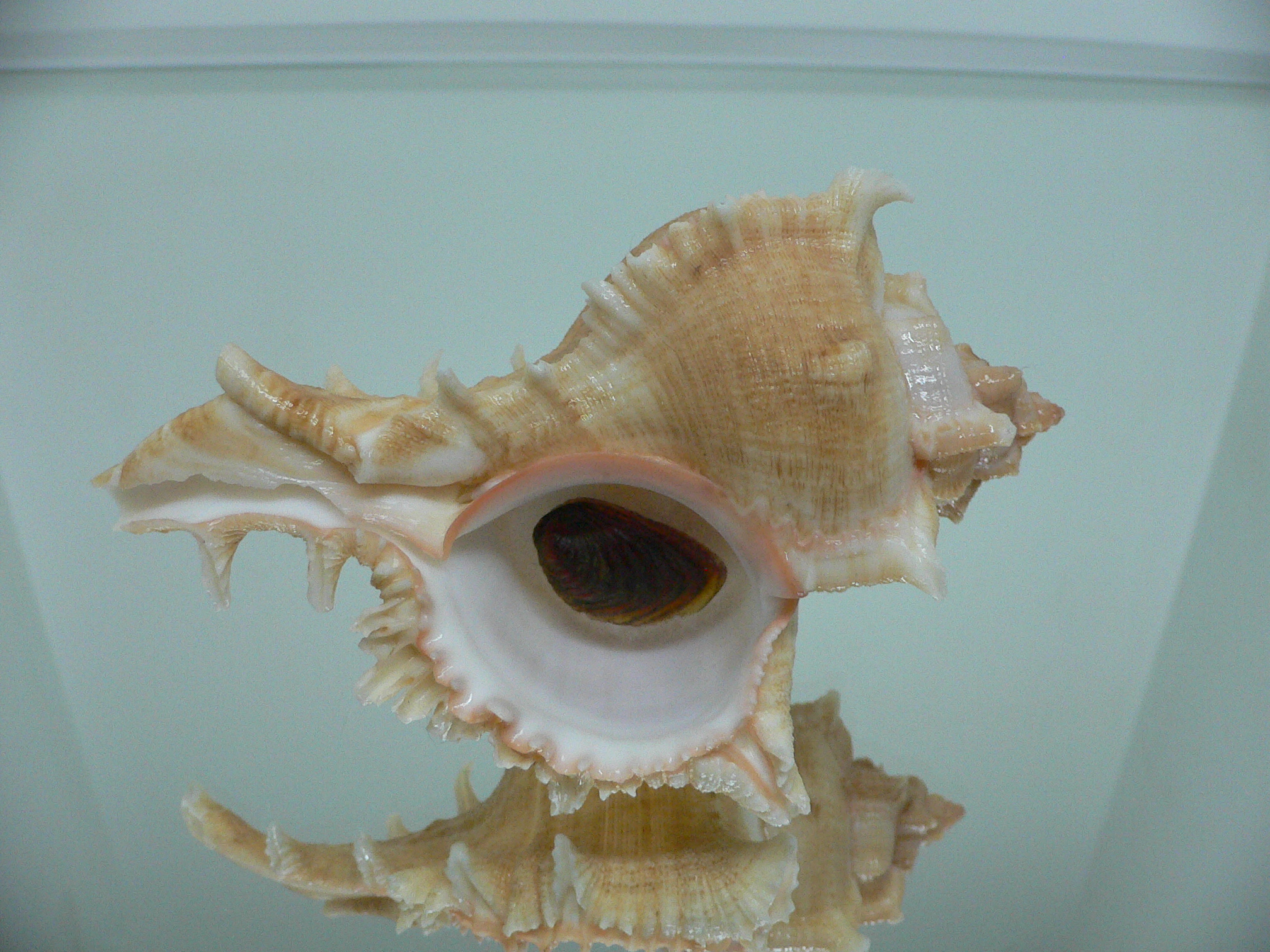 Chicoreus virgineus ponderosus (var.) GOLD FORM & BIG