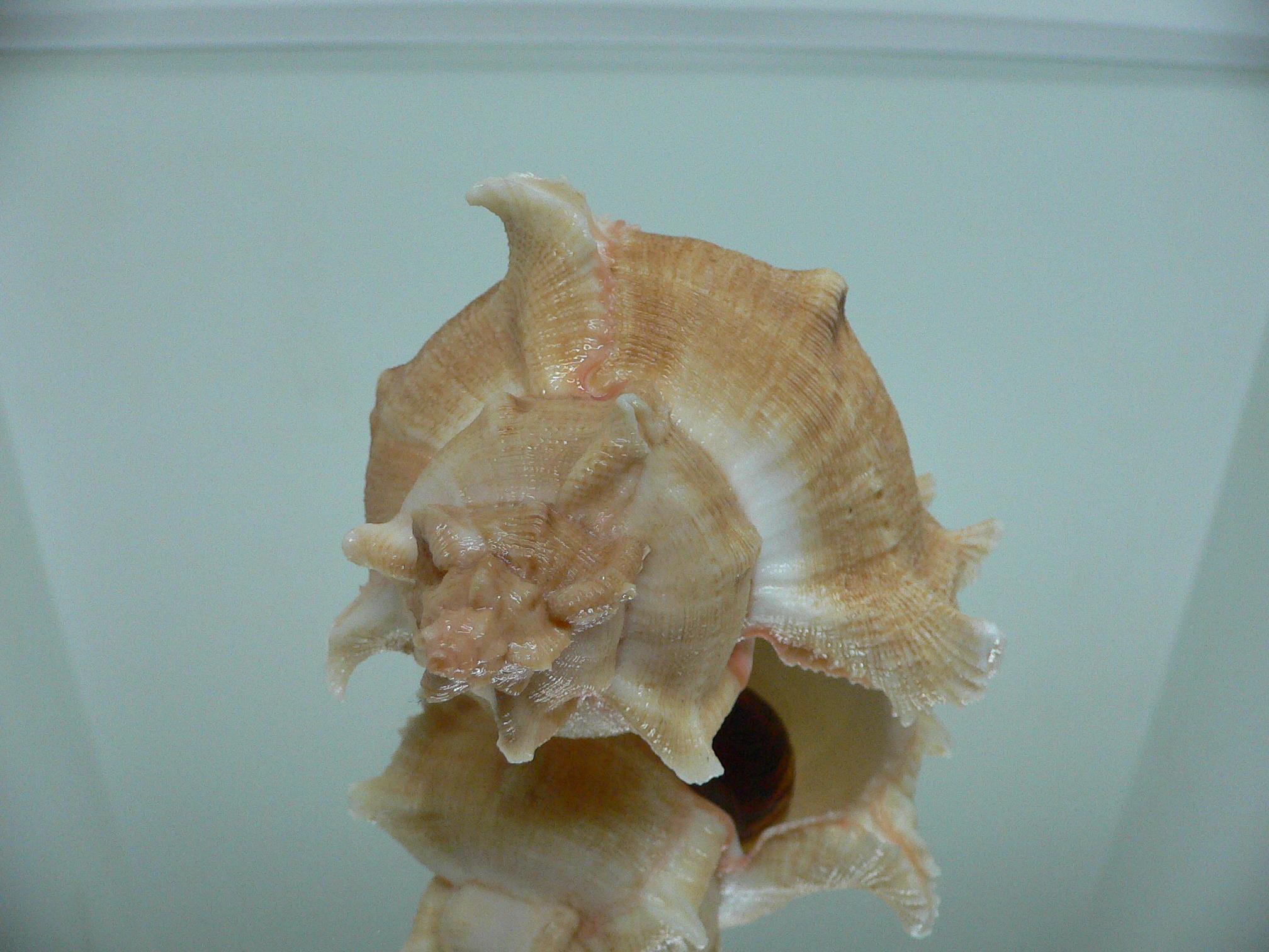Chicoreus virgineus ponderosus (var.) GOLD FORM & BIG