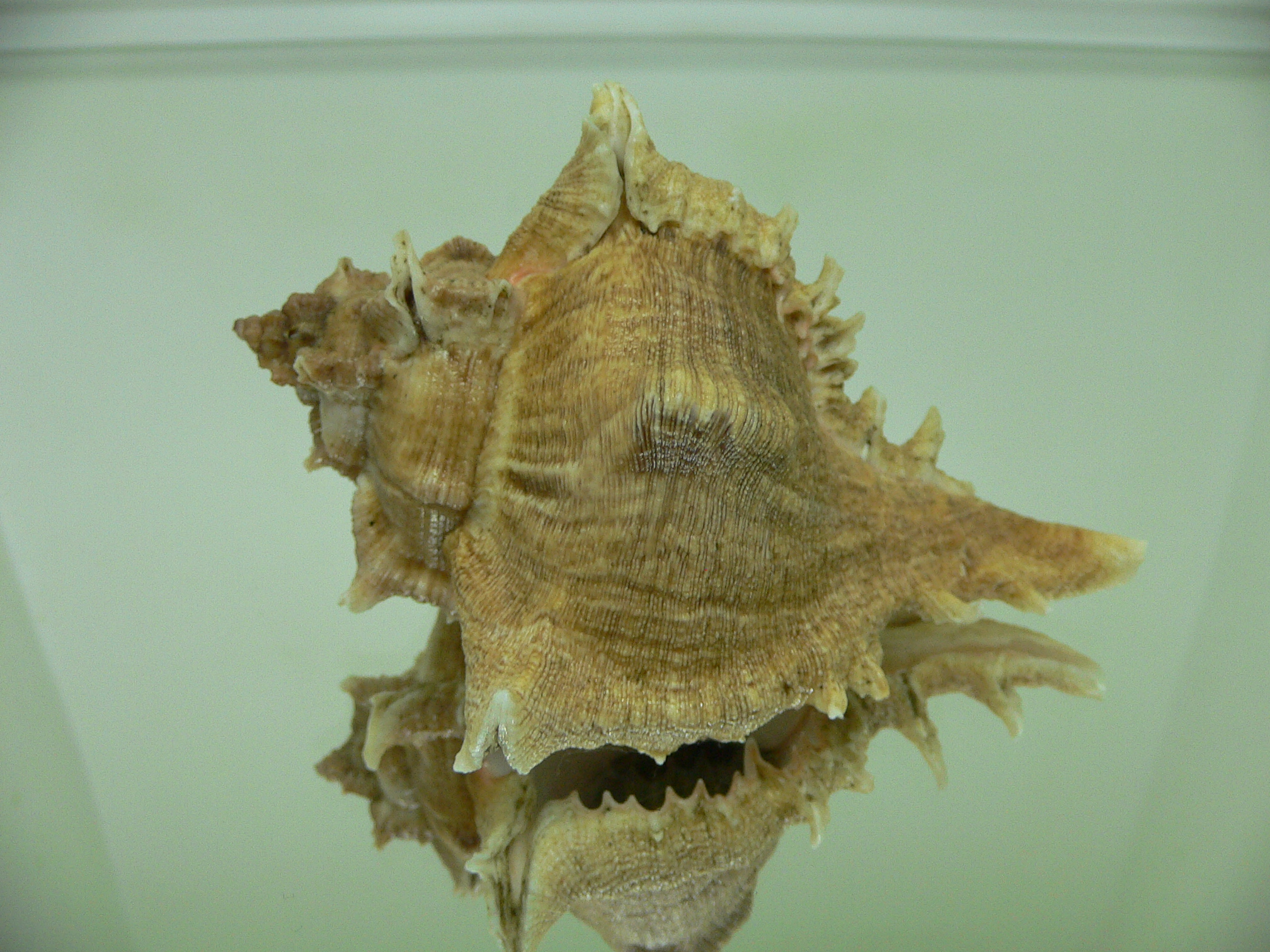 Chicoreus virgineus ponderosus (var.) BROWN