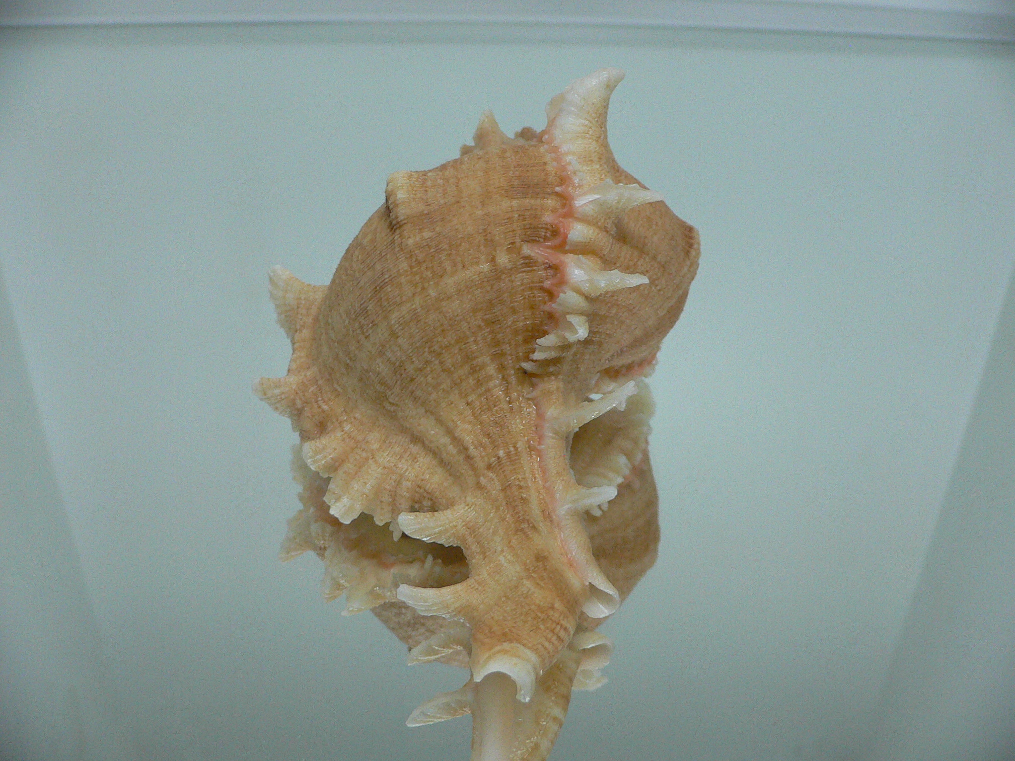 Chicoreus virgineus ponderosus (var.) GOLD FORM & BIG