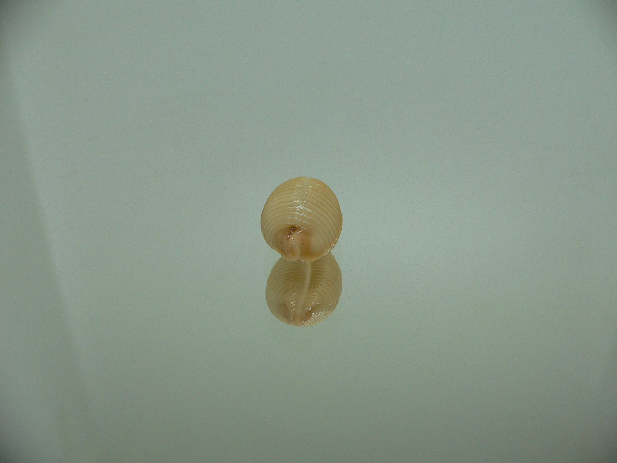 Cypraea childreni leforti 2