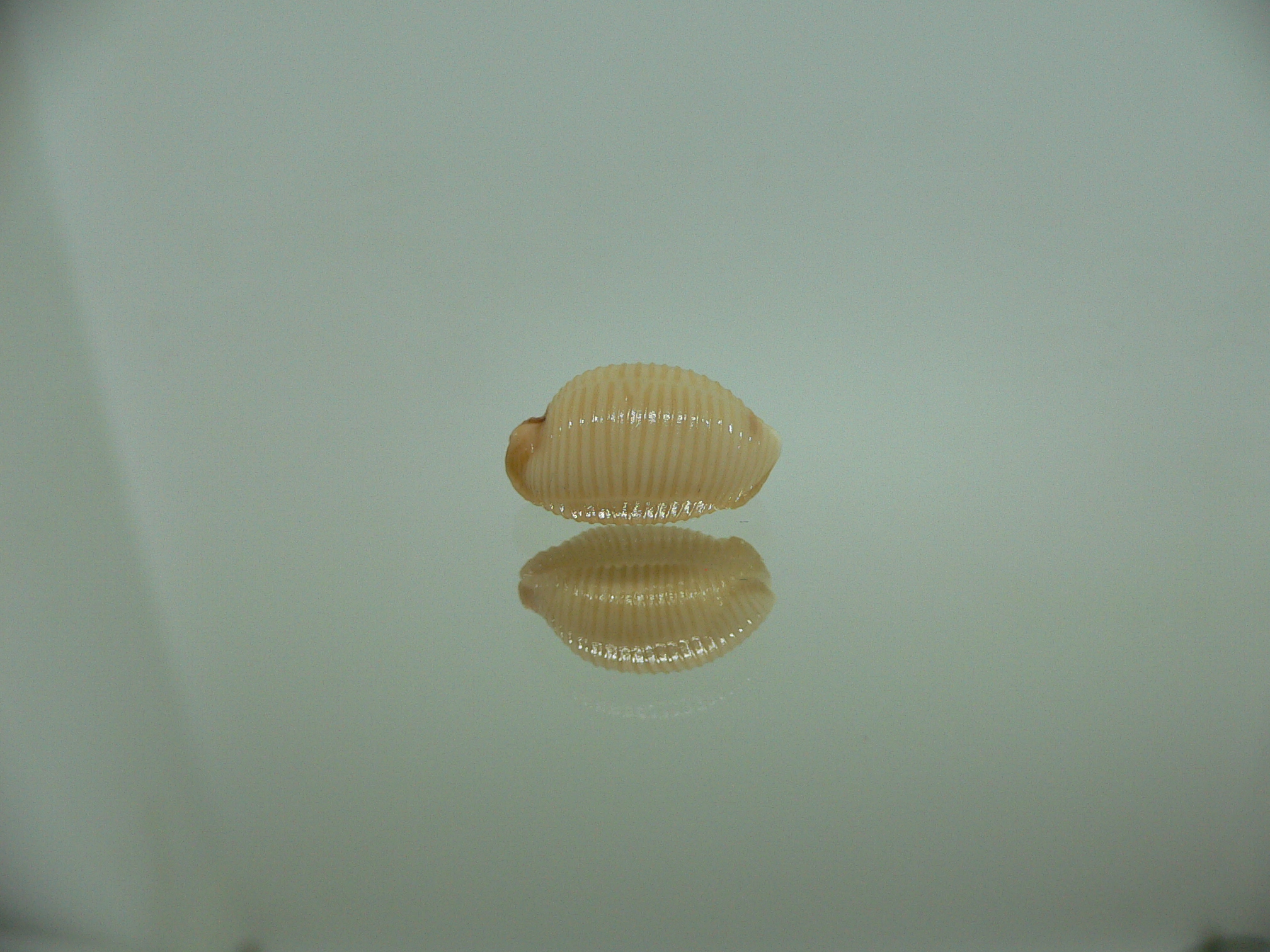 Cypraea childreni leforti 2