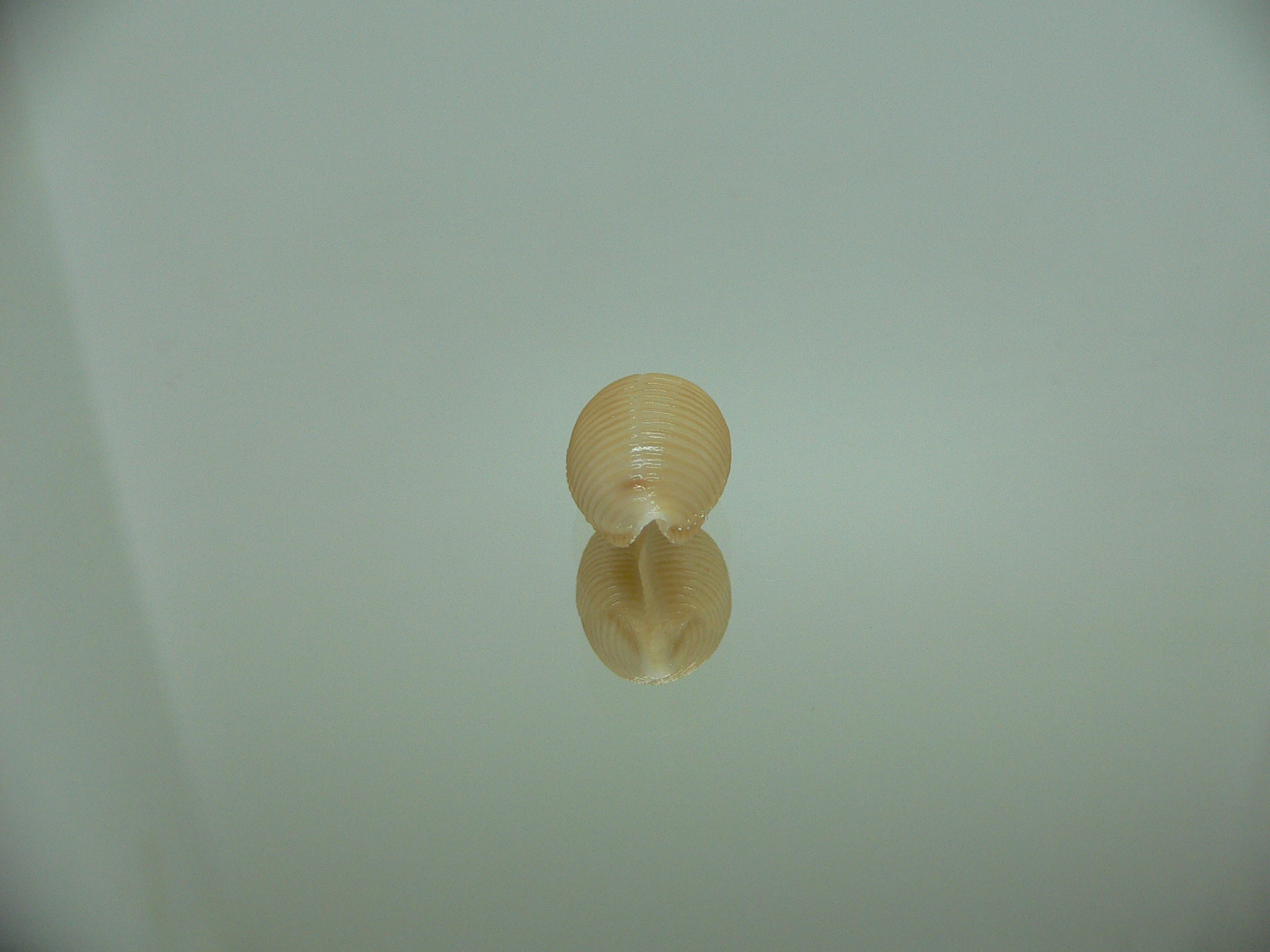 Cypraea childreni leforti 2