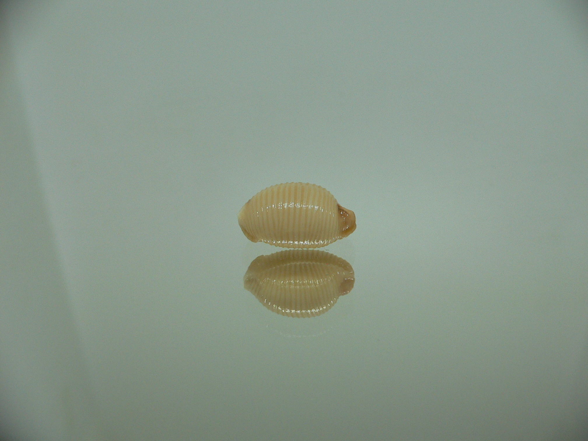 Cypraea childreni leforti 2