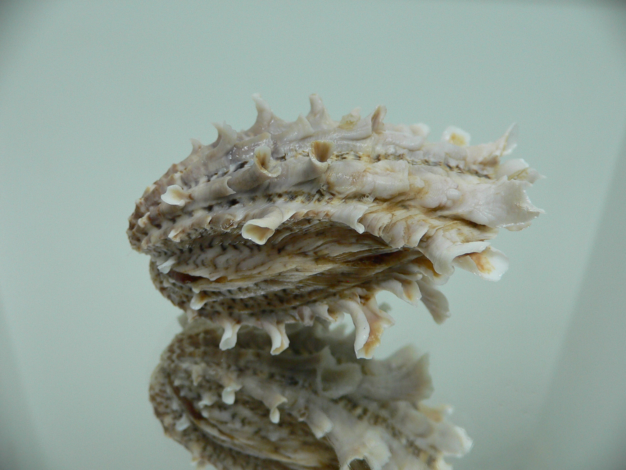 Cardita crassicosta VERY BIG IVORY