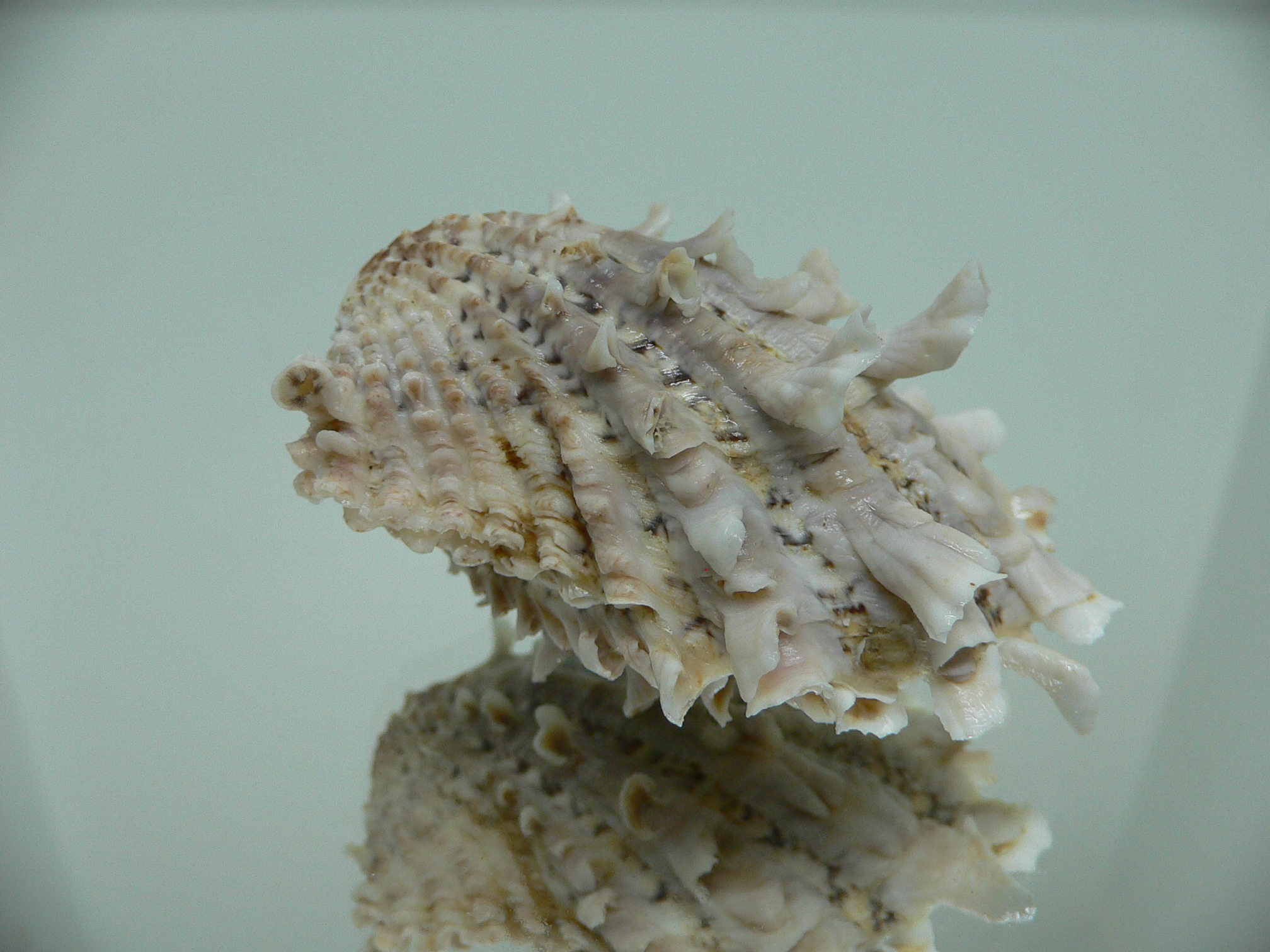 Cardita crassicosta VERY BIG IVORY