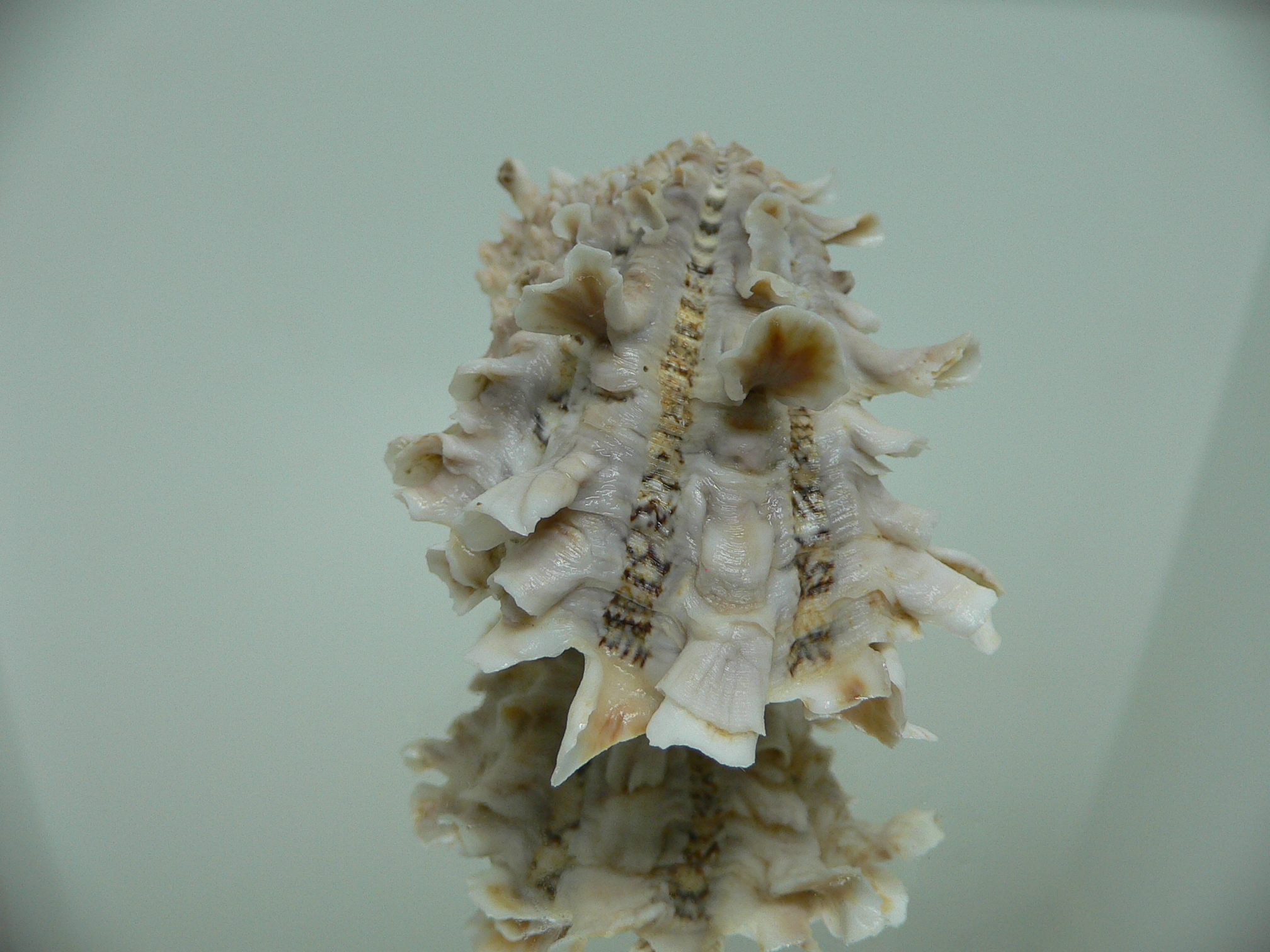 Cardita crassicosta VERY BIG IVORY