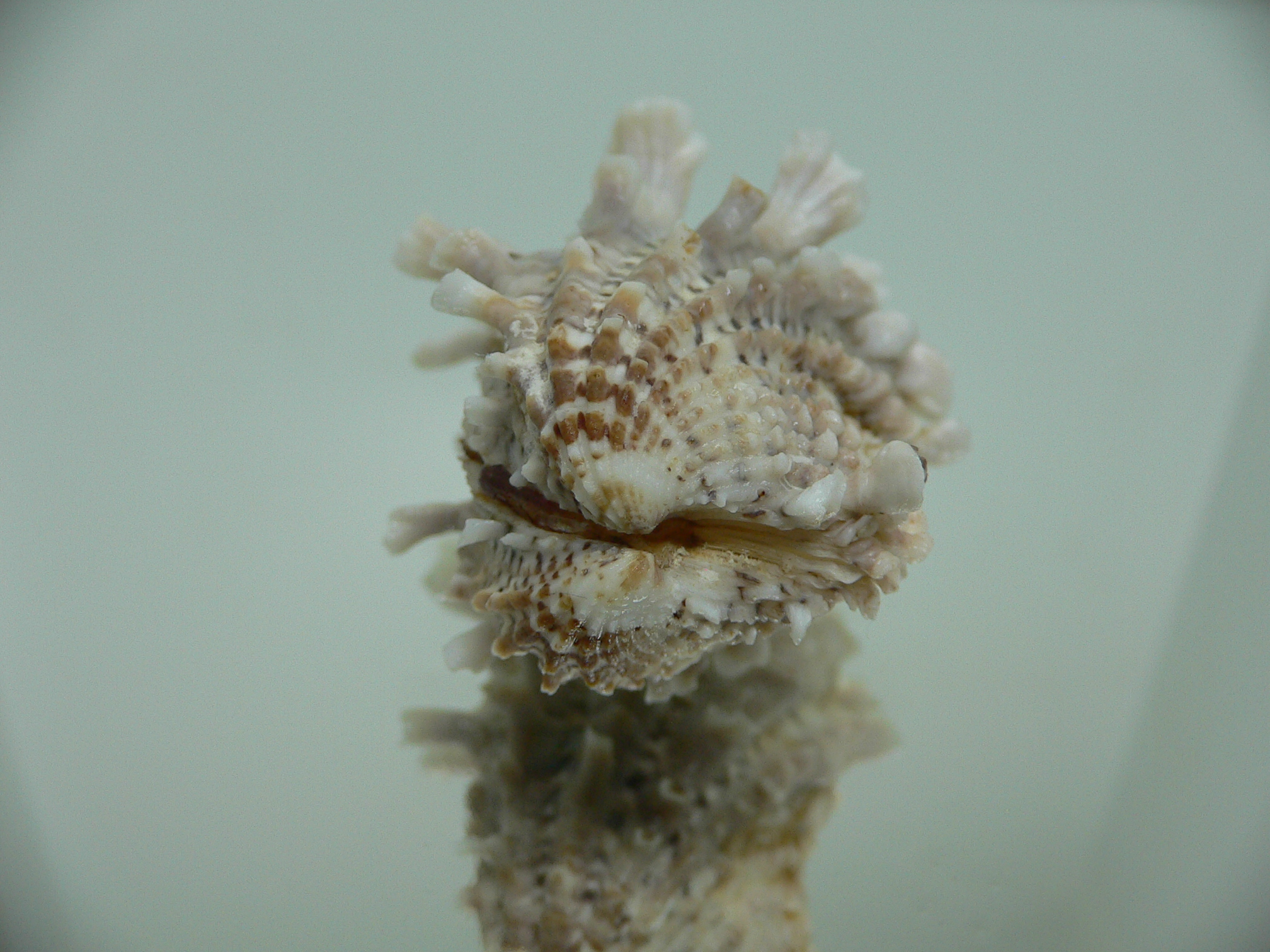 Cardita crassicosta VERY BIG IVORY