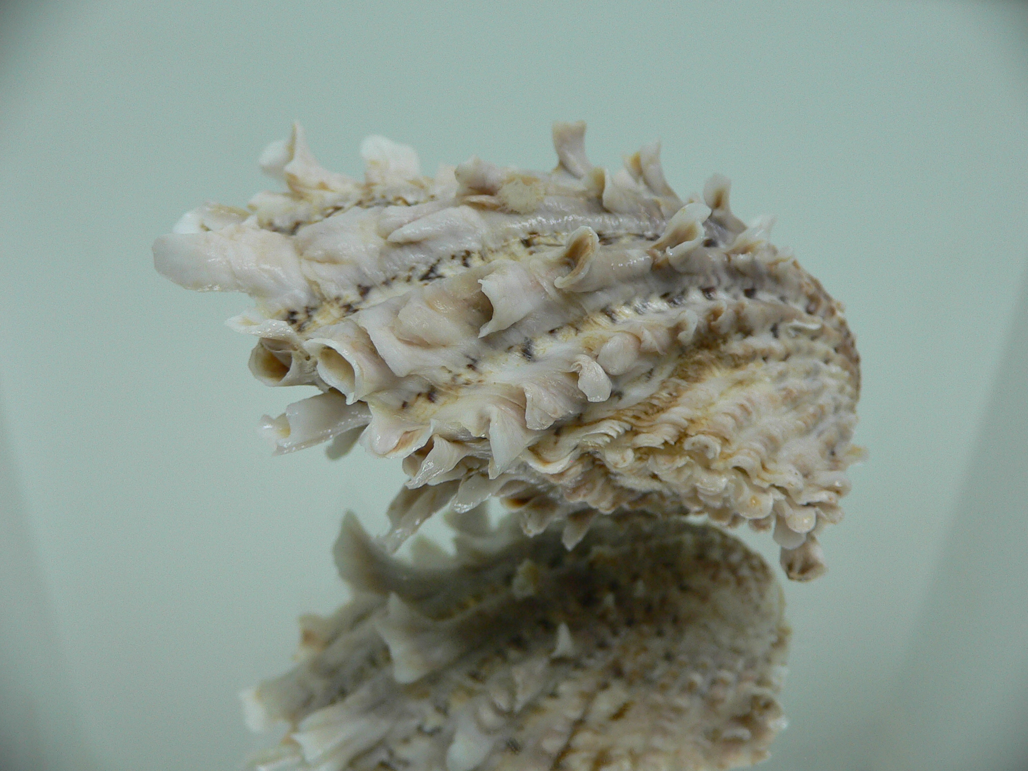 Cardita crassicosta VERY BIG IVORY