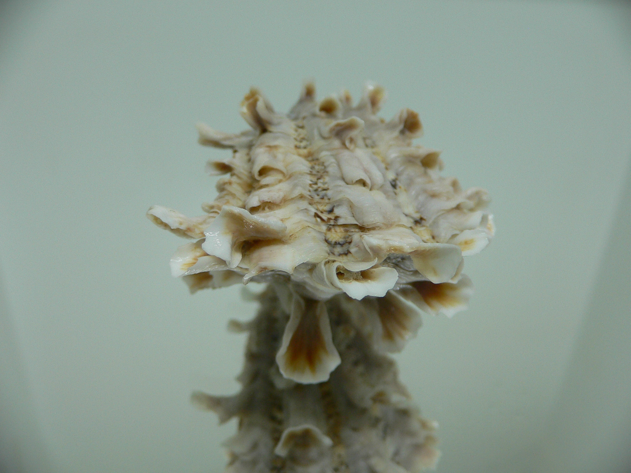 Cardita crassicosta VERY BIG IVORY