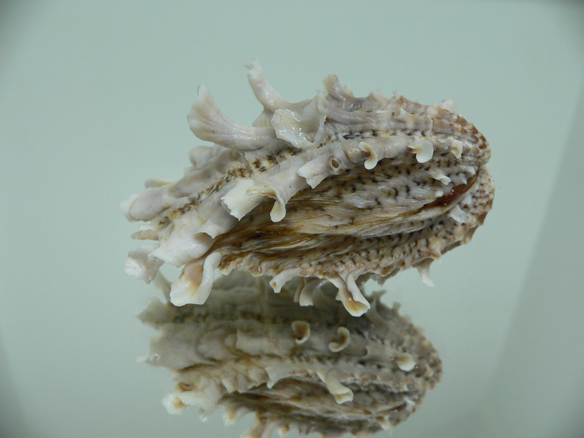 Cardita crassicosta VERY BIG IVORY