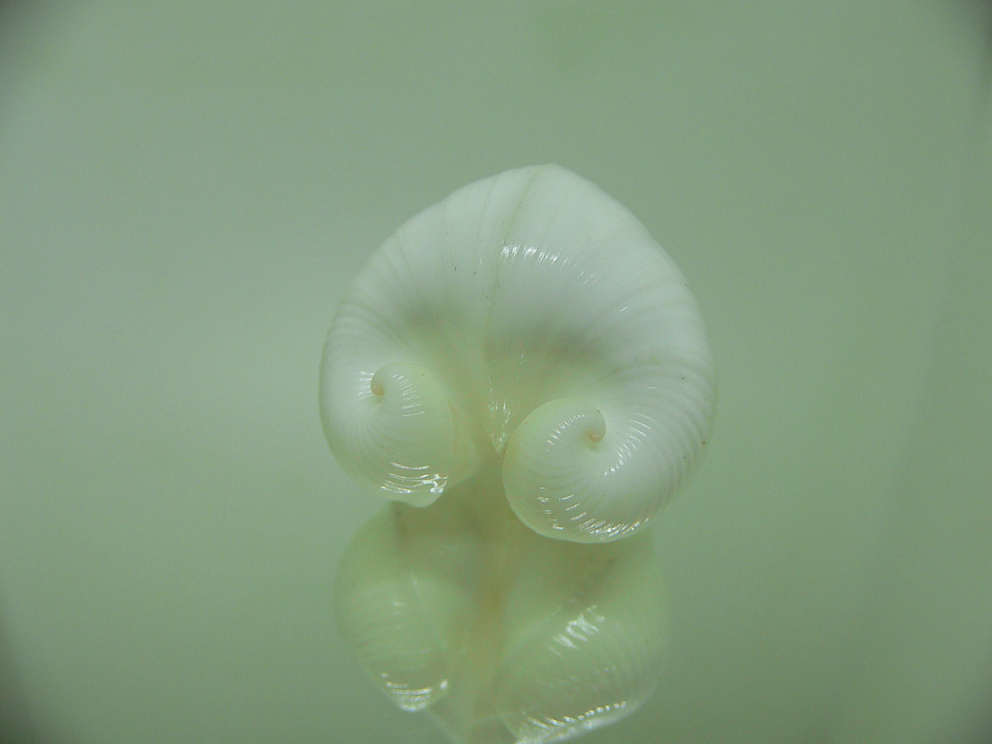 Meiocardia cumingi DWARF