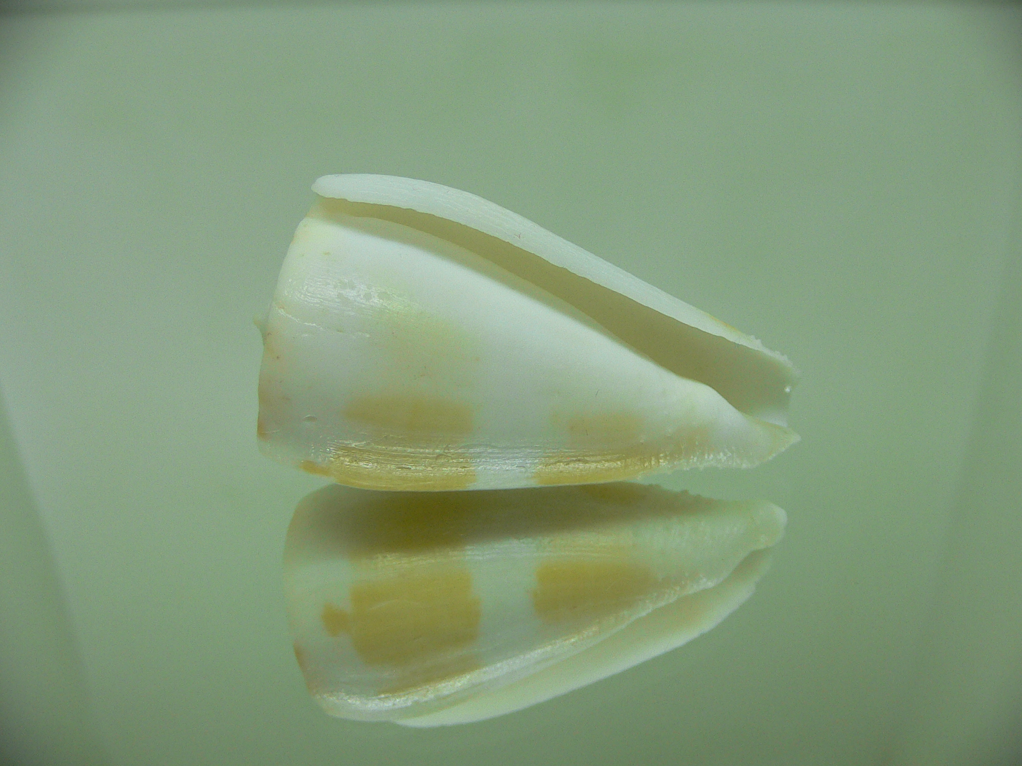 Conus ferrugineus cf. mirmillo (var.)