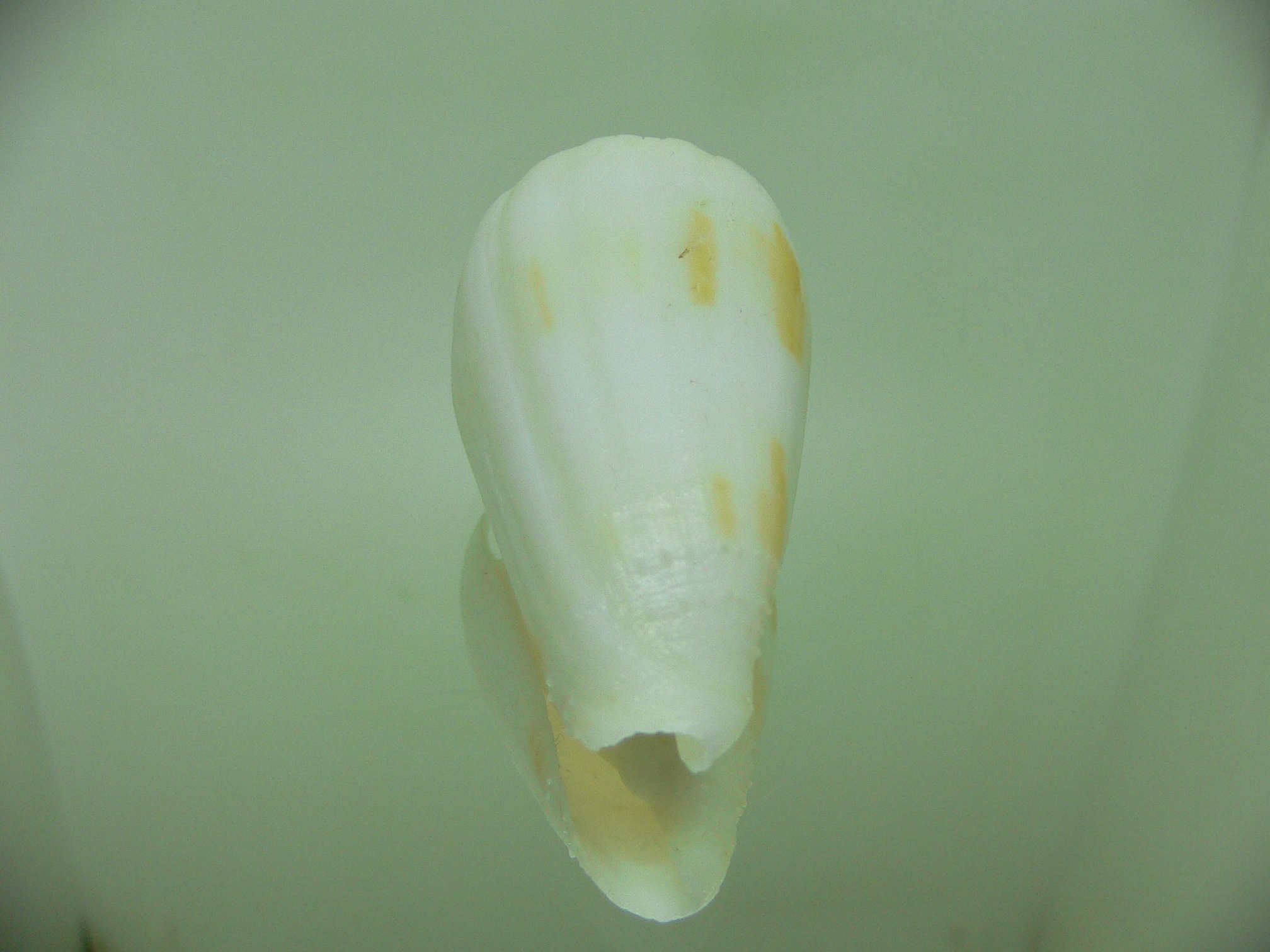 Conus ferrugineus cf. mirmillo (var.)