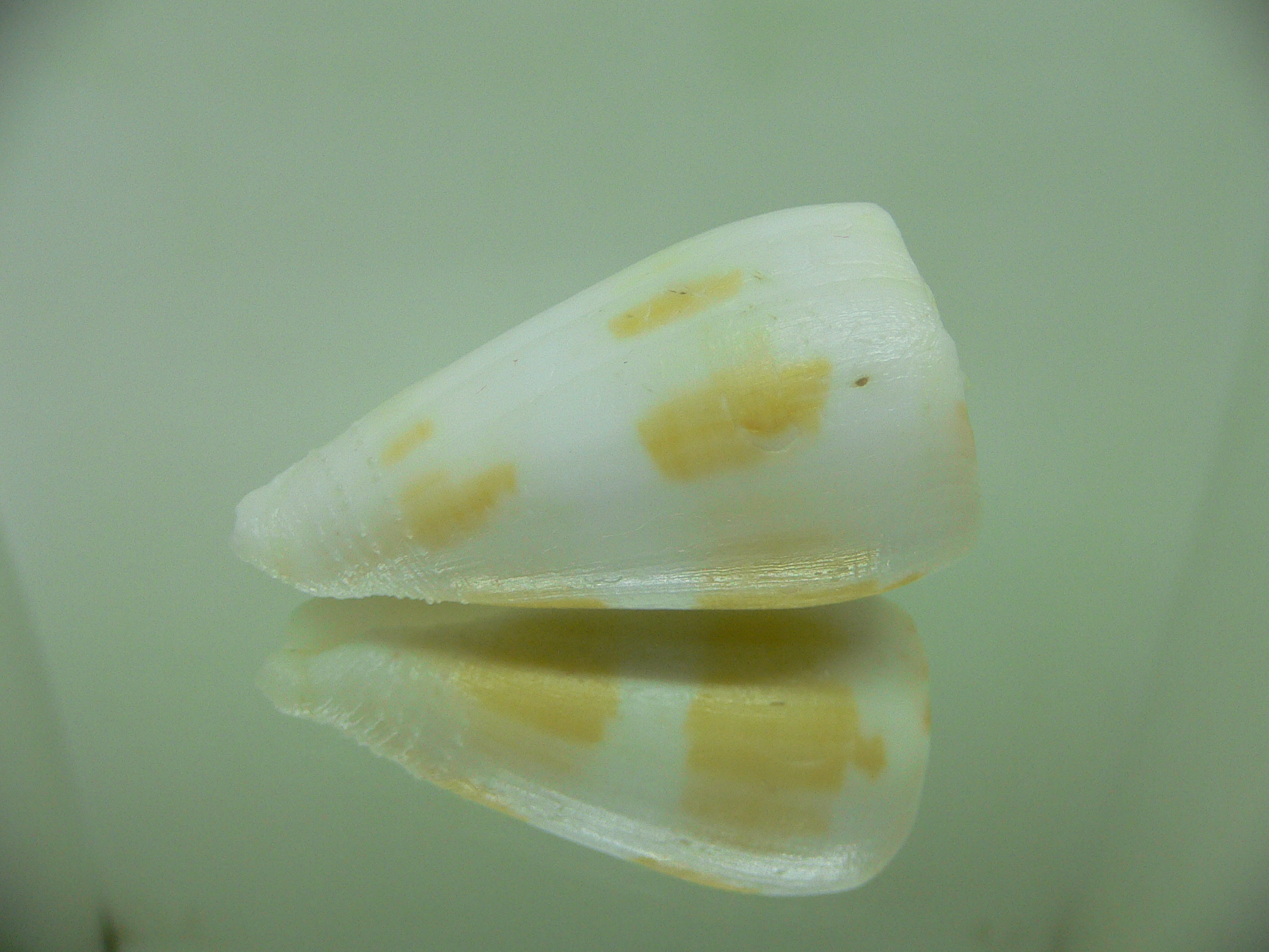 Conus ferrugineus cf. mirmillo (var.)