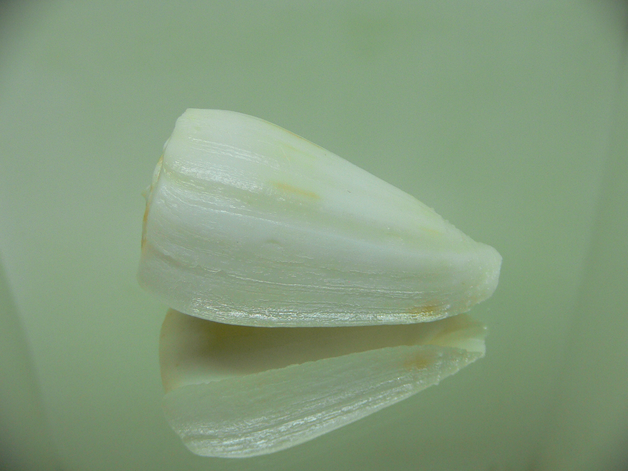 Conus ferrugineus cf. mirmillo (var.)