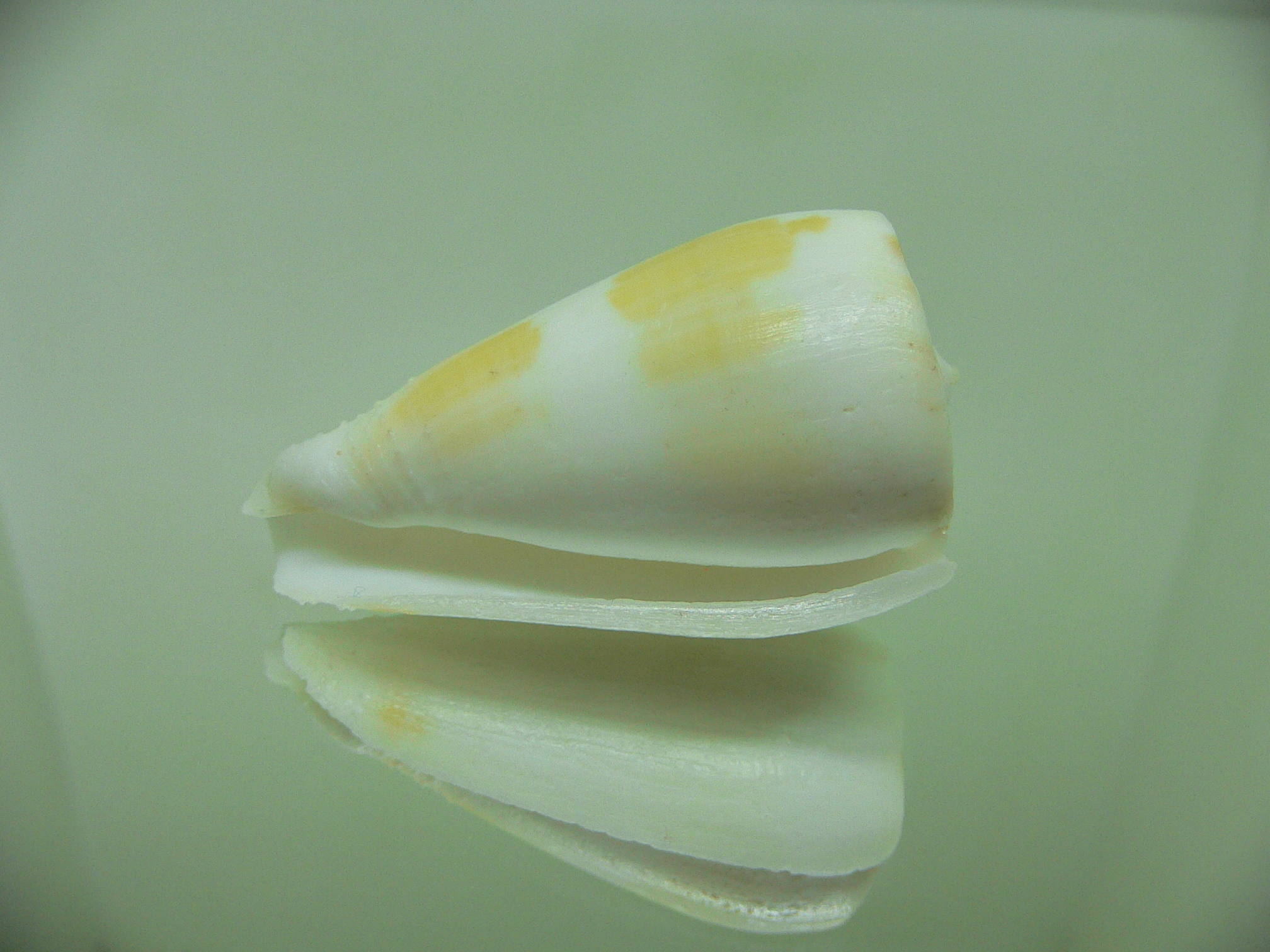 Conus ferrugineus cf. mirmillo (var.)