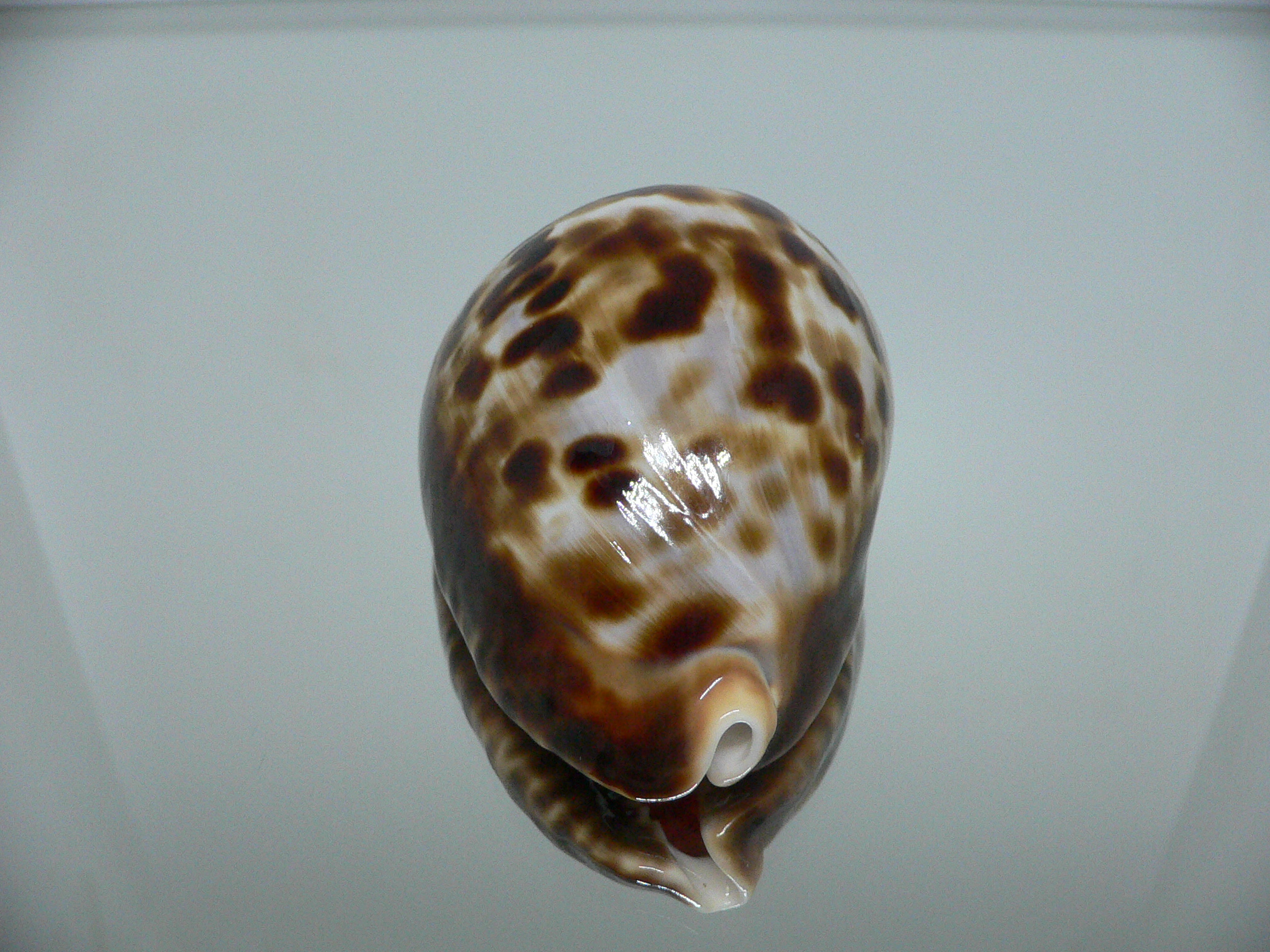 Zoila friendii vercoi insulata (var.) VERY GOOD SIZE