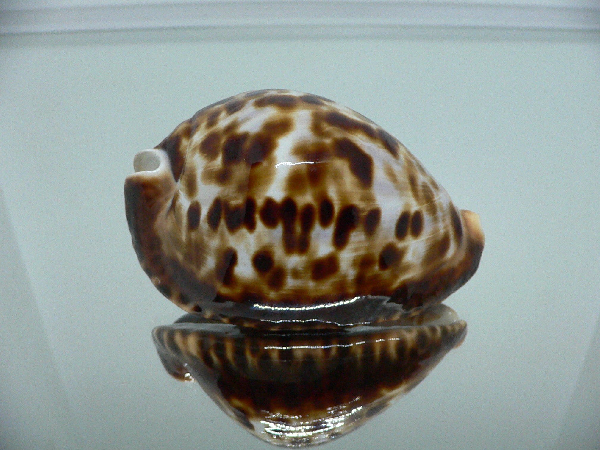 Zoila friendii vercoi insulata (var.) VERY GOOD SIZE