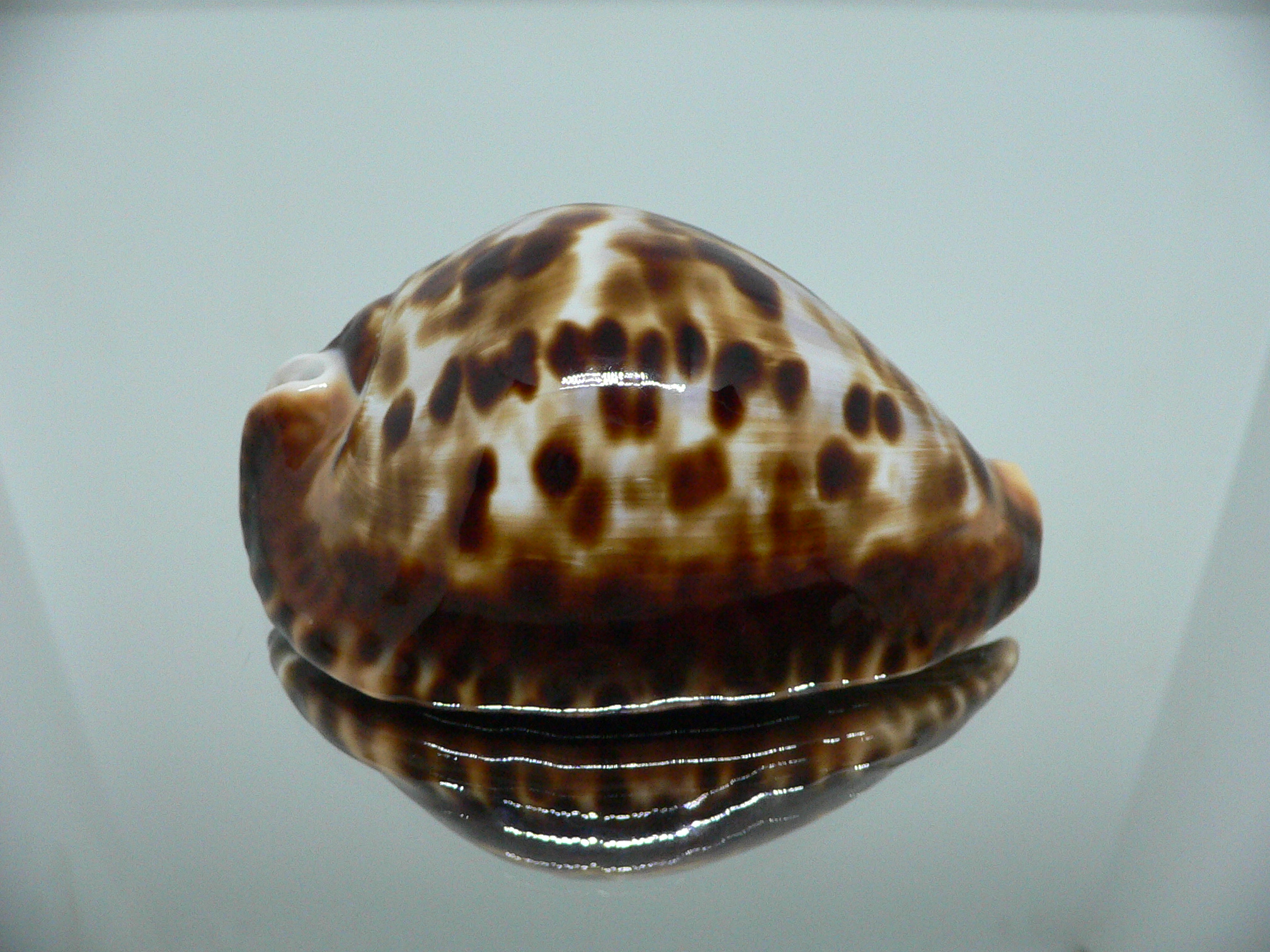 Zoila friendii vercoi insulata (var.) VERY GOOD SIZE