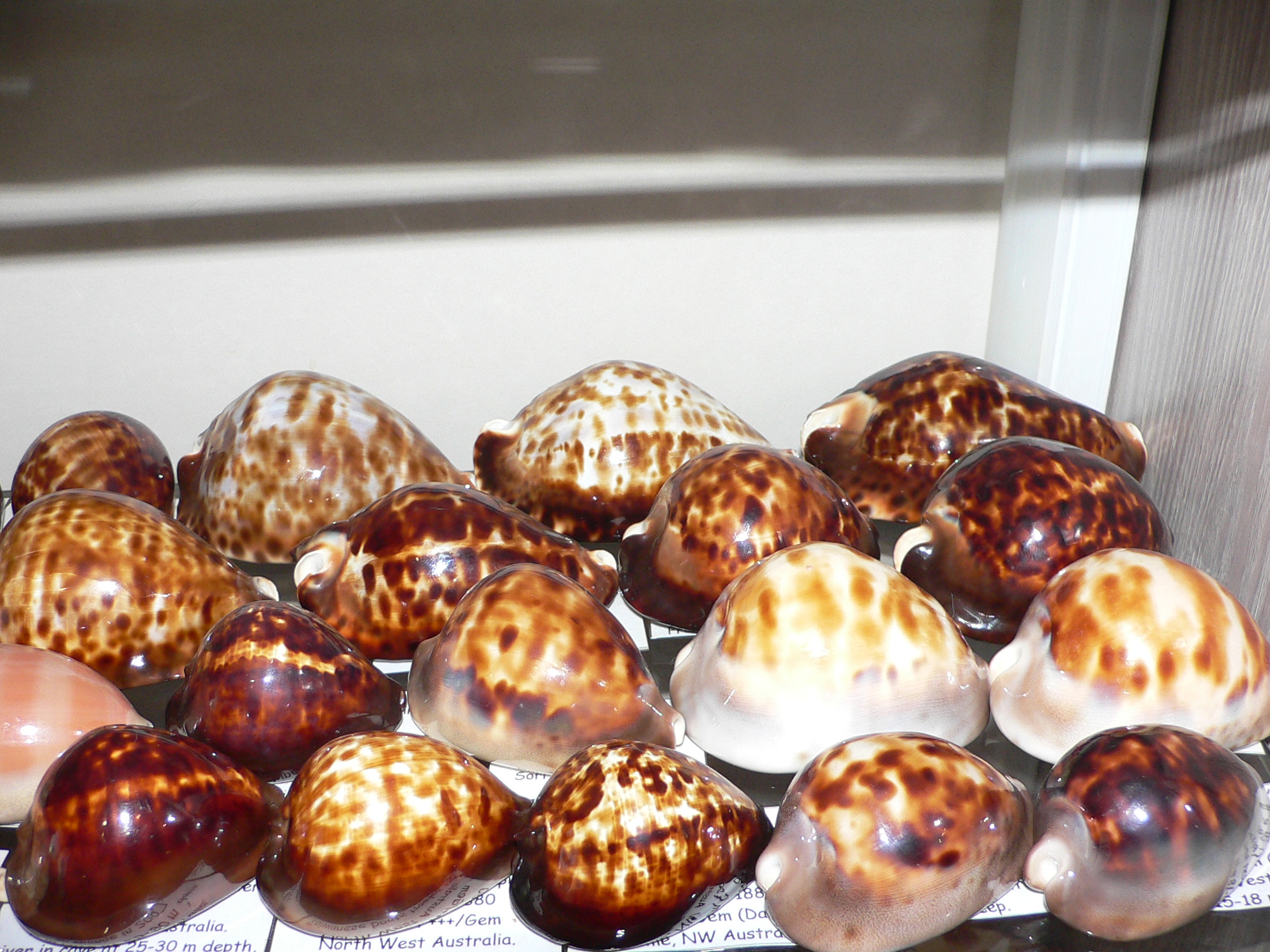 Zoila friendii vercoi insulata (var.) VERY GOOD SIZE