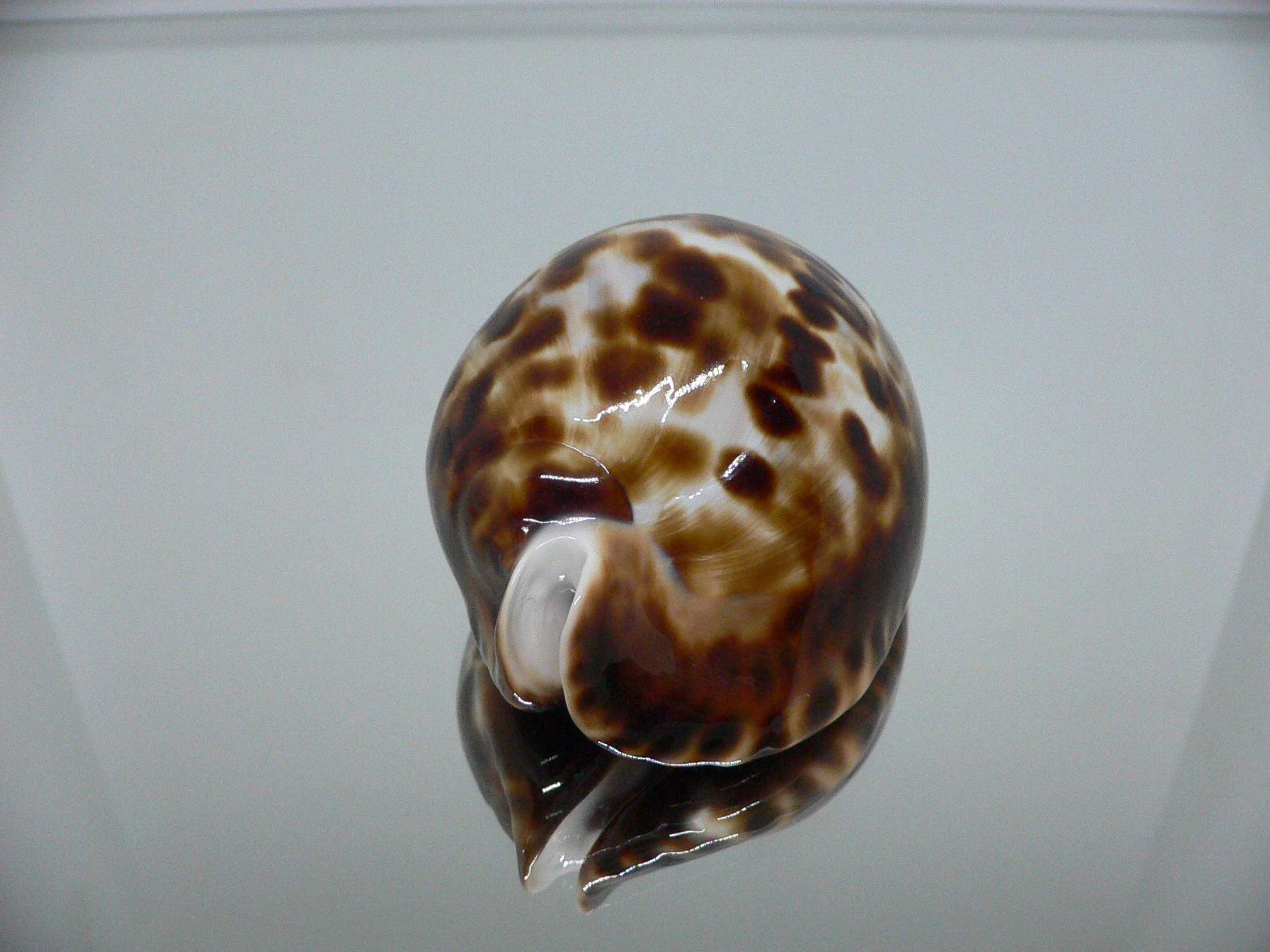 Zoila friendii vercoi insulata (var.) VERY GOOD SIZE