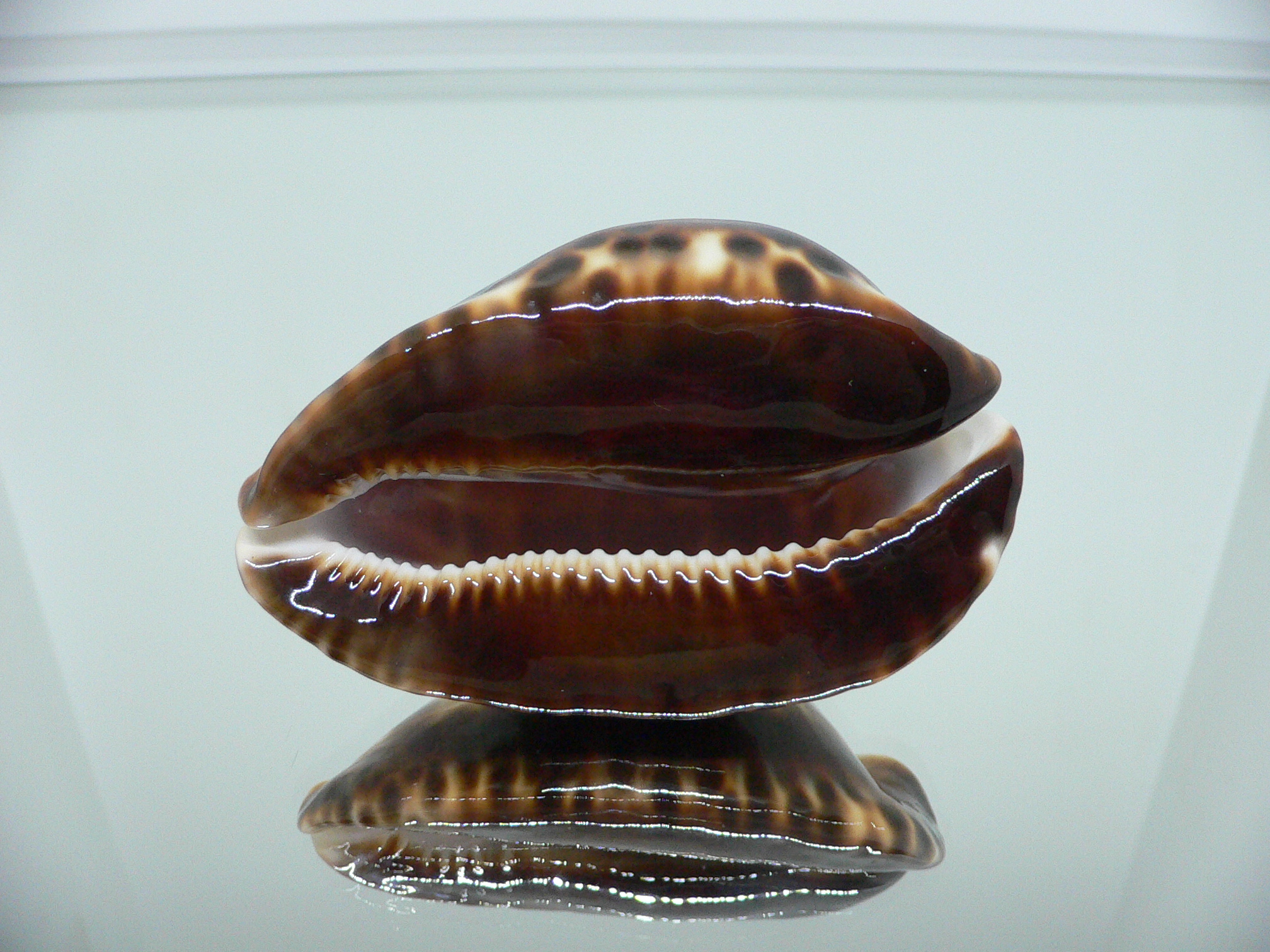 Zoila friendii vercoi insulata (var.) VERY GOOD SIZE