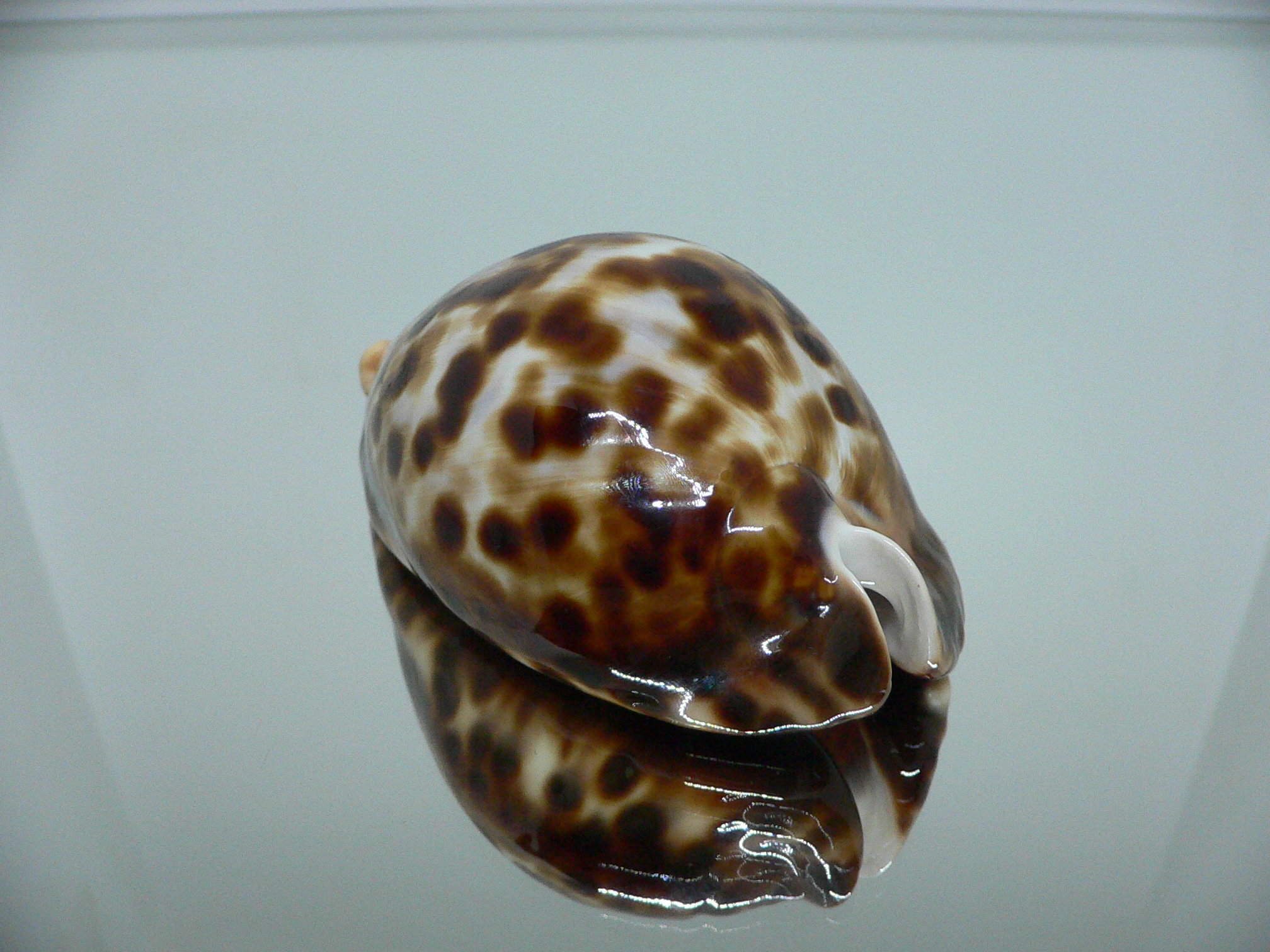 Zoila friendii vercoi insulata (var.) VERY GOOD SIZE