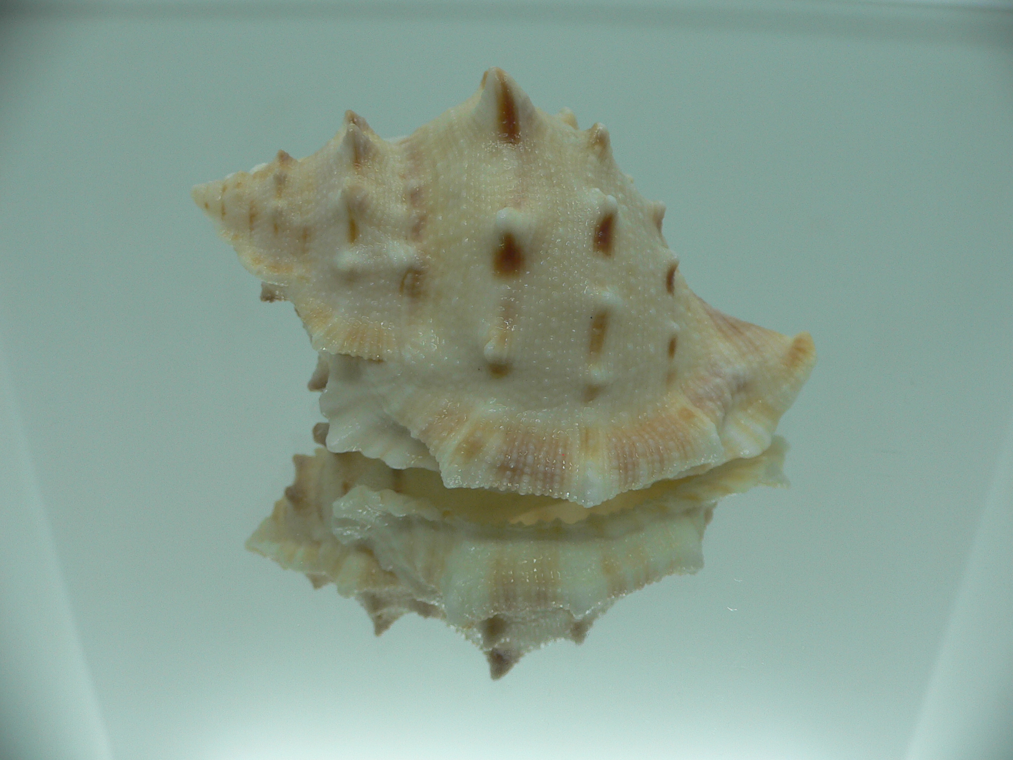 Bufonaria crimena MASSIVE & HEAVY